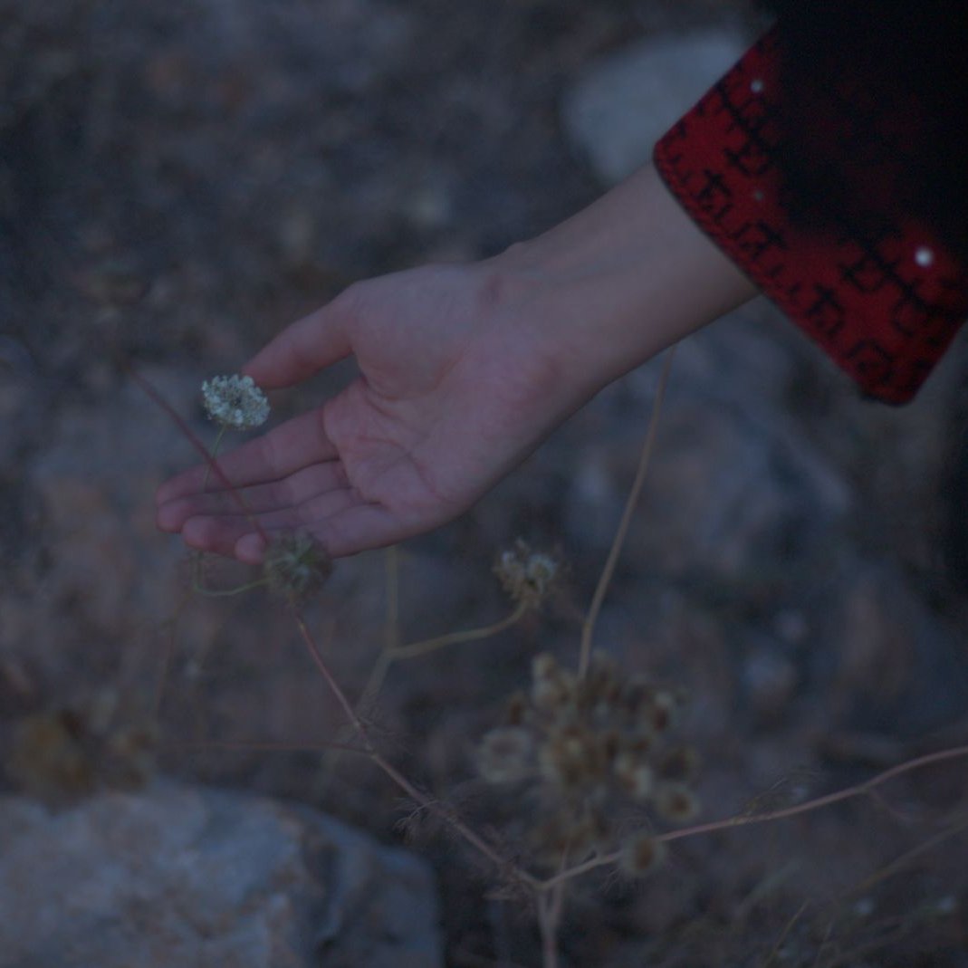 Une main effleure des fleurs sauvages dans un paysage rocheux au crépuscule.