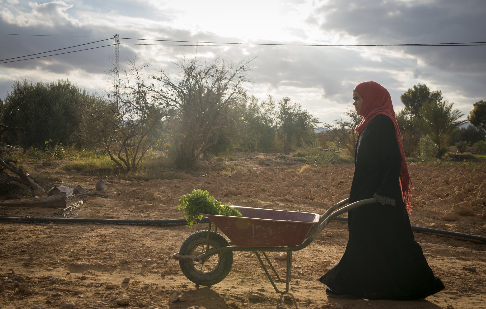 L'image montre une femme portant un hijab rouge, marchant avec une brouette. Elle est dans un paysage rural, avec des arbres et un champ autour d'elle, sous un ciel nuageux. La lumière semble douce, créant une atmosphère tranquille, tandis qu'elle transporte probablement des légumes ou des plantes dans la brouette.