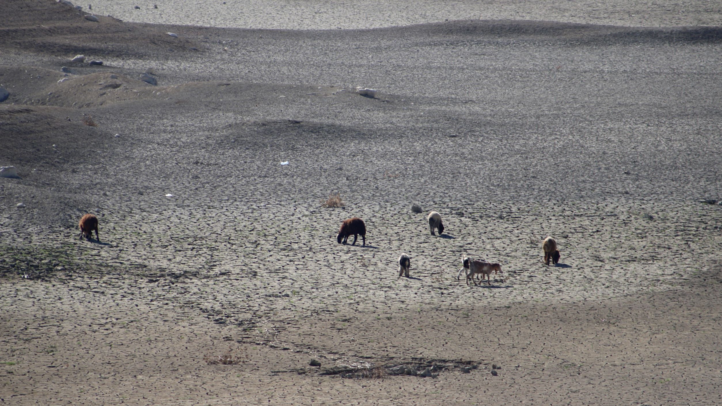 L'image montre un paysage désertifié avec un sol craquelé, indiquant un manque d'eau. On y voit plusieurs animaux, probablement du bétail, qui pâturent sur cette terre aride. Le sol est sec et stérile, ce qui témoigne d'une sécheresse ou d'une condition environnementale difficile. Les animaux semblent chercher de la nourriture dans ce terrain peu propice.