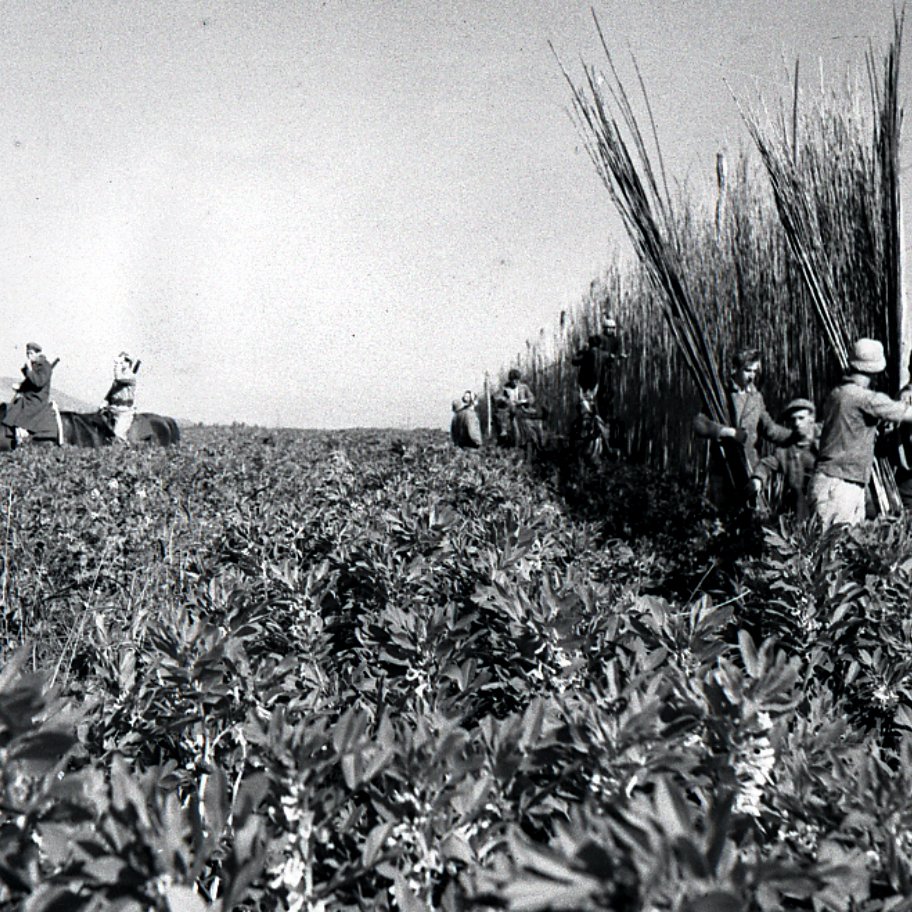 تظهر الصورة مشهداً طبيعياً من البيئة الزراعية، حيث يمتد حقلاً واسعاً مغطى بالنباتات. في الخلفية، يمكن رؤية مجموعة من الأشخاص يمتطون الخيول، بينما في المقدمة يقوم بعض العمال بقطع المحاصيل أو جمعها. المشهد يبدو تقليدياً وقديم الطراز، مما يوحي بأنه يُمثل فترة زمنية سابقة في تاريخ الزراعة. الأجواء تعكس العمل الشاق والاتصال المباشر مع الأرض.