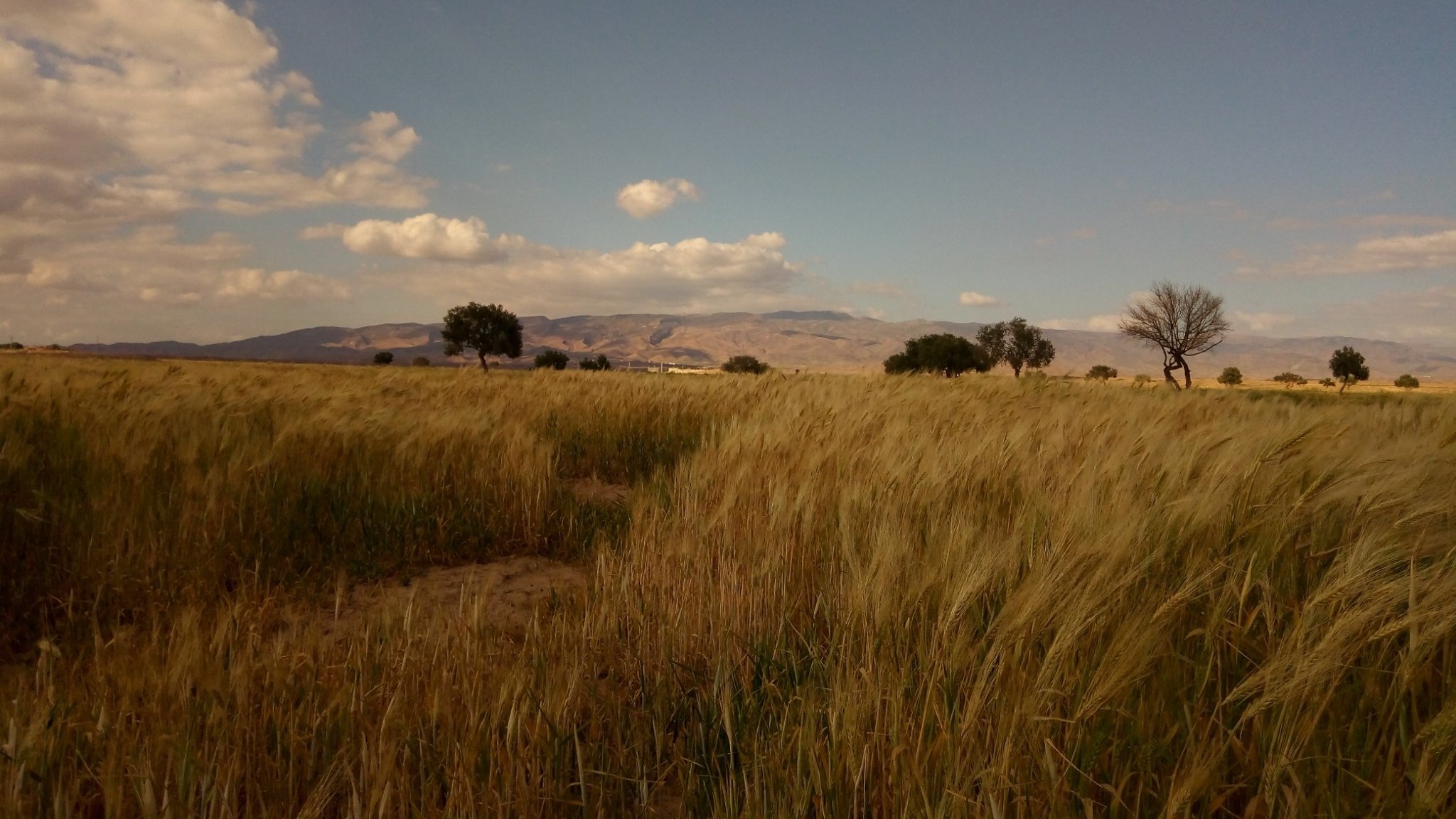 L'image montre un vaste champ de blé doré qui s'étend à perte de vue sous un ciel nuageux. À l'horizon, on aperçoit des collines ou des montagnes. Quelques arbres isolés se dressent dans le champ, ajoutant une touche de verdure au paysage. La lumière du soleil donne une ambiance chaleureuse à la scène, malgré les nuages dans le ciel. C'est un moment paisible qui évoque la nature et la campagne.