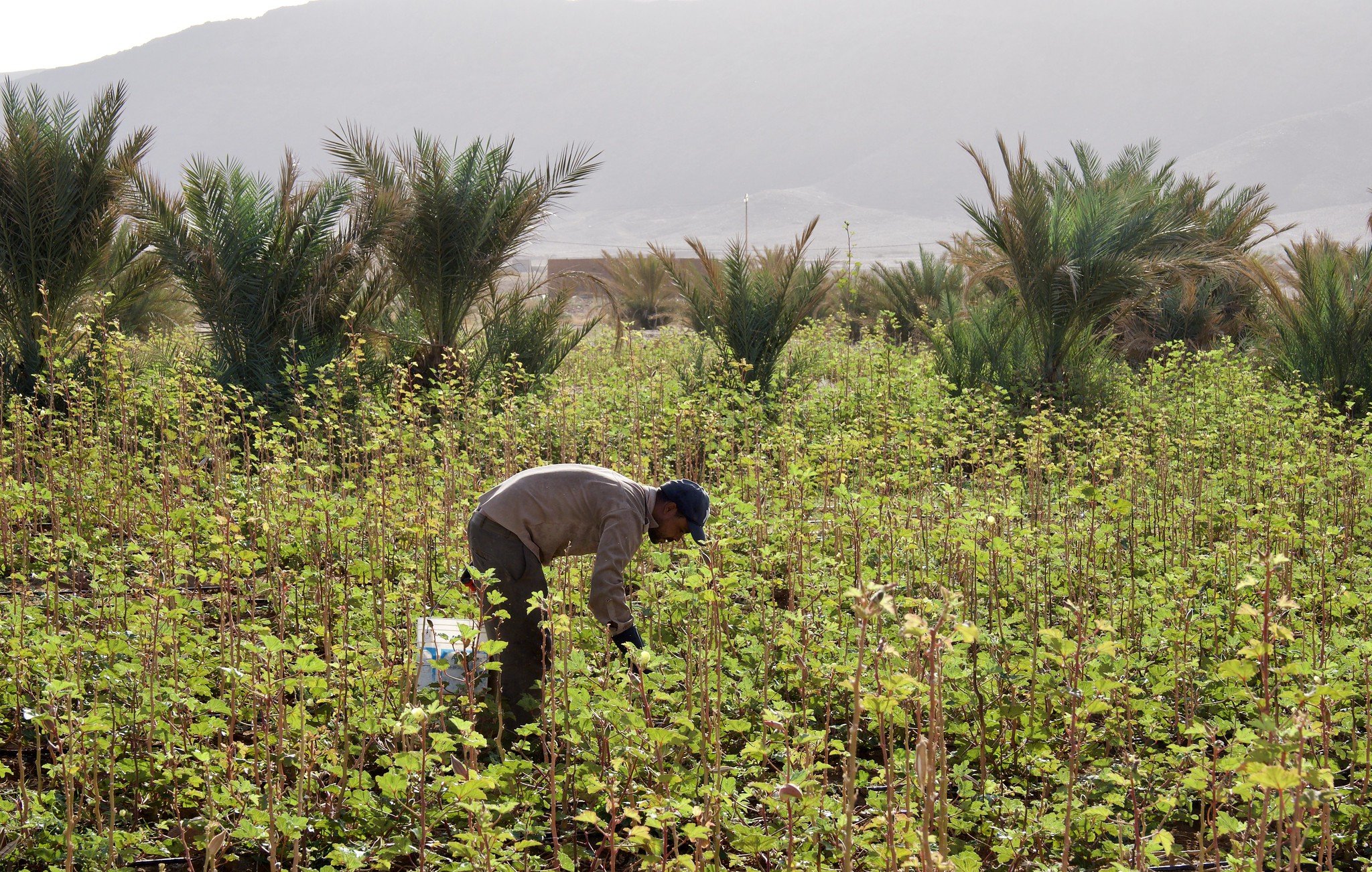 L'image montre un agriculteur travaillant dans un champ verdoyant. Il est penché en avant, probablement en train de désherber ou de récolter des plantes. Autour de lui, on peut voir de nombreuses jeunes pousses et des palmiers en arrière-plan, ce qui donne une impression de pleine nature et de travail agricole dans un environnement rural. La lumière douce suggère un moment de la journée où le soleil est bas, ajoutant une atmosphère sereine à la scène.