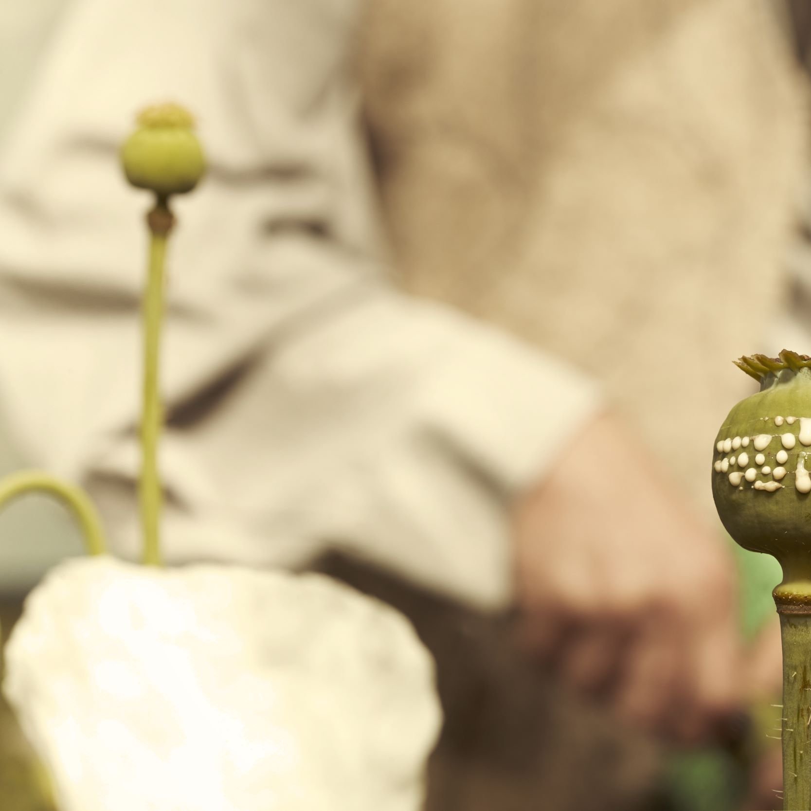 در این تصویر، یک کپسول غیرمستقیم شاهدانه (پاپی) سبز رنگ در کانون توجه قرار دارد. این کپسول به شکل گرد و به رنگ سبز مایل به زرد است و بر روی آن تعدادی نقاط سفید قابل مشاهده است. در پس‌زمینه، فردی با لباس ساده و کمرنگ دیده می‌شود که احتمالاً مشغول کار در طبیعت یا باغی است. فضای تصویر به نظر آرام و طبیعی می‌رسد.