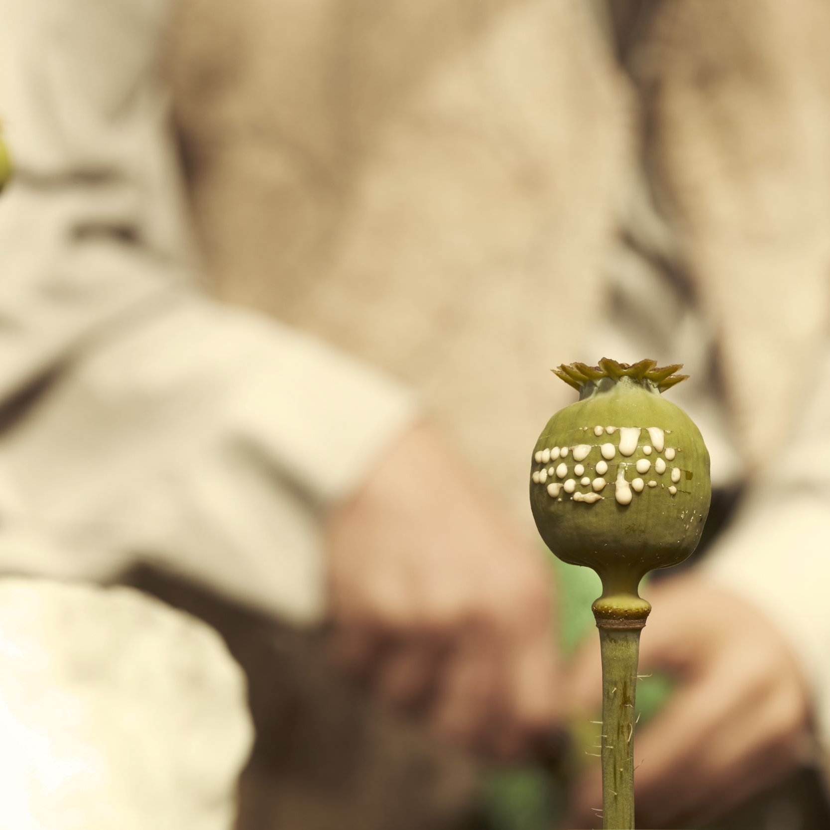 L'image montre un premier plan de capsules de pavot, avec une texture verte et des motifs blancs sur l'une d'elles. En arrière-plan, on aperçoit une personne dont on ne voit que les mains, vêtue d'une chemise claire, et qui semble manipuler les plantes. L'éclairage donne une atmosphère douce et naturelle à la scène.