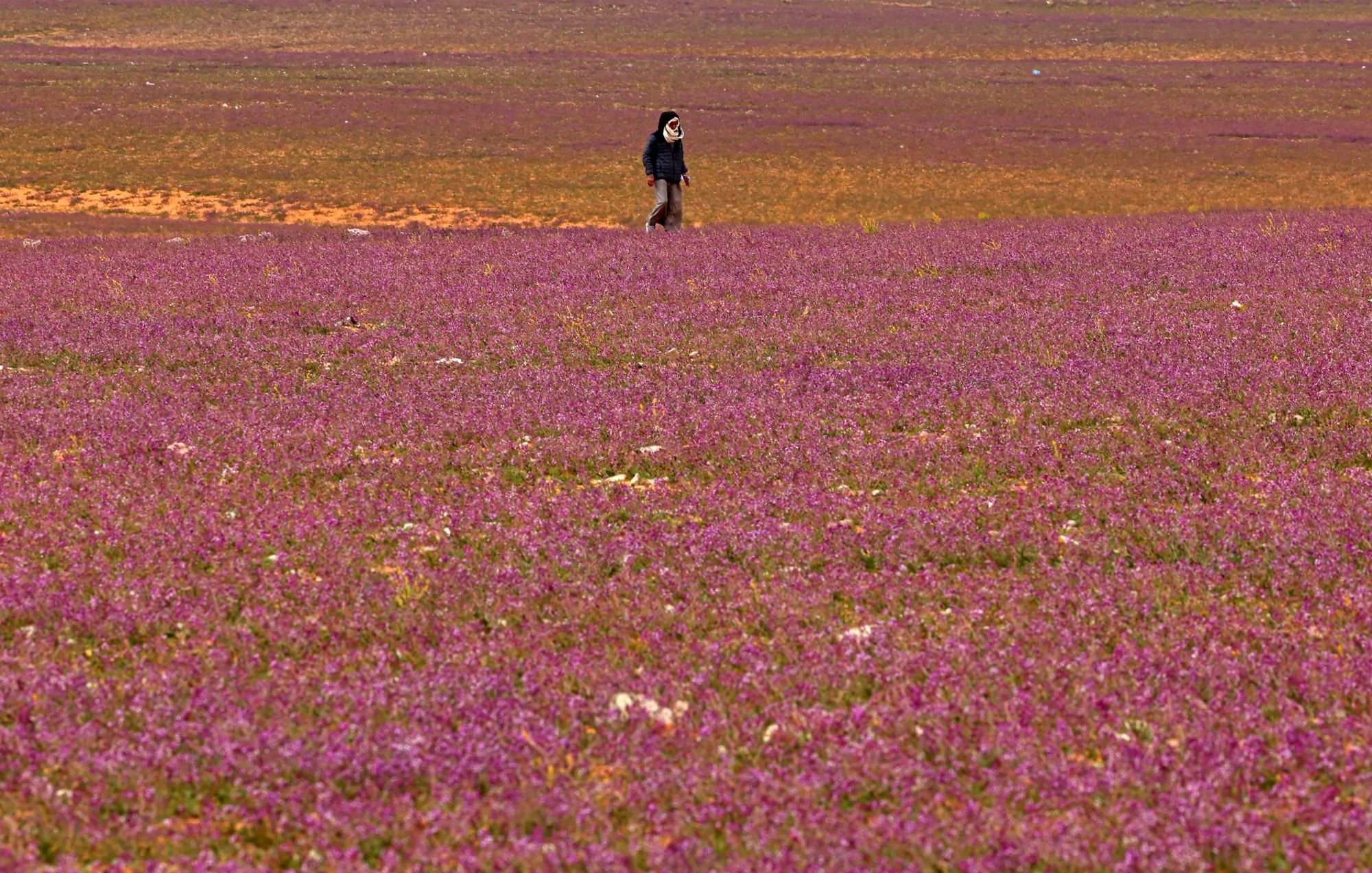 L'image montre un vaste champ recouvert de fleurs de couleur rose. Au centre, une personne marche seule dans ce paysage coloré, créant un joli contraste avec le sol florissant. L'horizon est parsemé de nuances de violet et d'orange, suggérant une atmosphère paisible et naturelle.