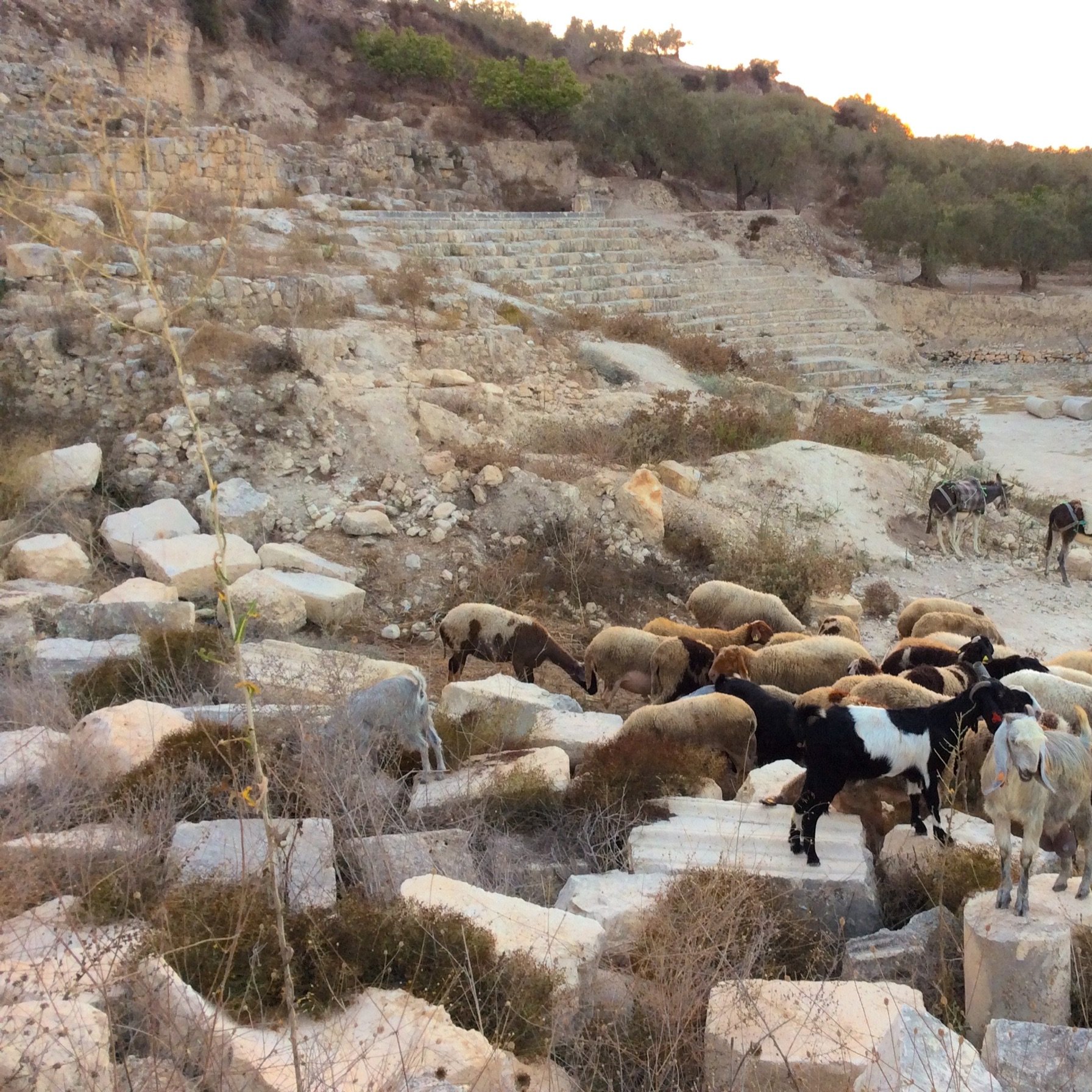L'image montre un paysage rural avec un groupe de chèvres et de moutons ruminant sur un terrain accidenté, probablement dans une ancienne zone de ruines. On aperçoit des pierres éparpillées et des restes de structures anciennes en arrière-plan, ainsi que des oliviers dans la distance. Un homme est assis, semblant surveiller les animaux. La lumière du coucher de soleil ajoute une atmosphère paisible à la scène.
