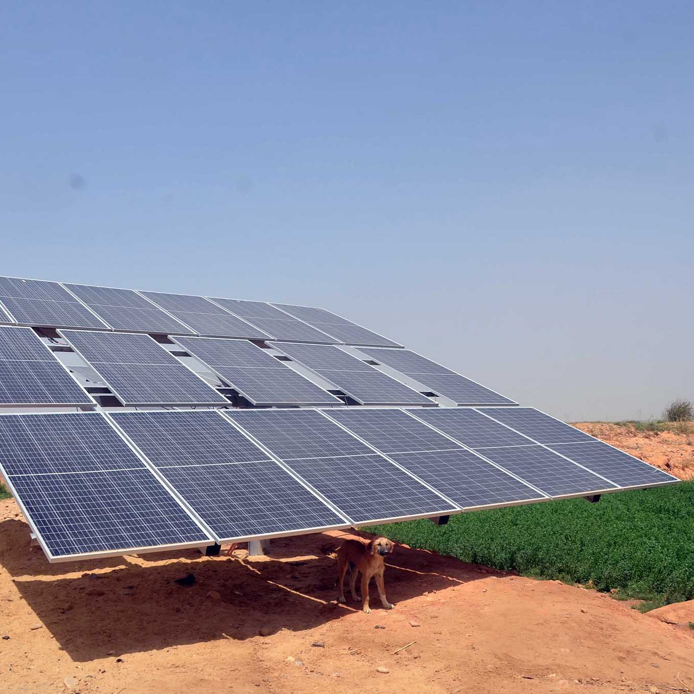 L'image montre un champ de panneaux solaires orientés vers le ciel, installés sur un terrain désertique. En dessous des panneaux, un chien semble se tenir à l'abri de la chaleur. En arrière-plan, on aperçoit une bande de verdure, probablement un champ cultivé, et quelques palmiers qui ajoutent une touche de nature à l'environnement aride. Le ciel est clair et dégagé, suggérant une journée ensoleillée.