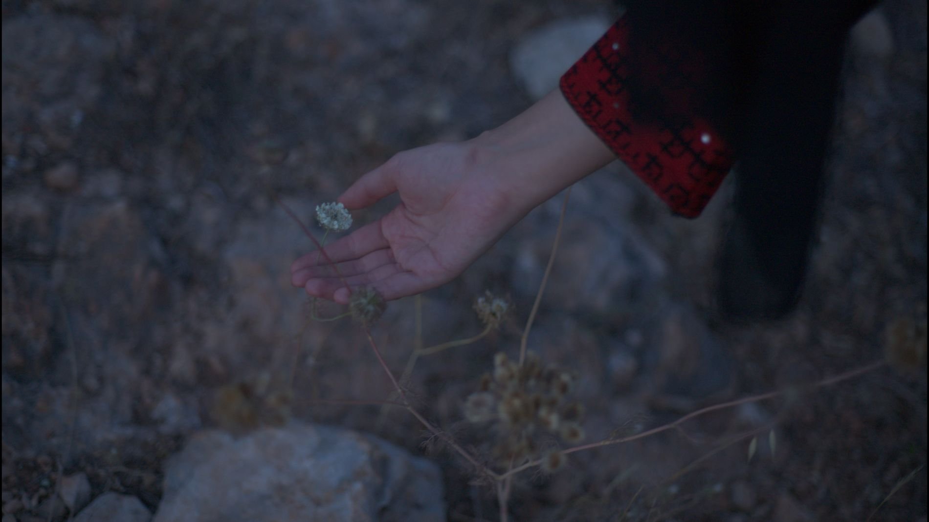 Une main effleure des fleurs sauvages dans un paysage rocheux au crépuscule.