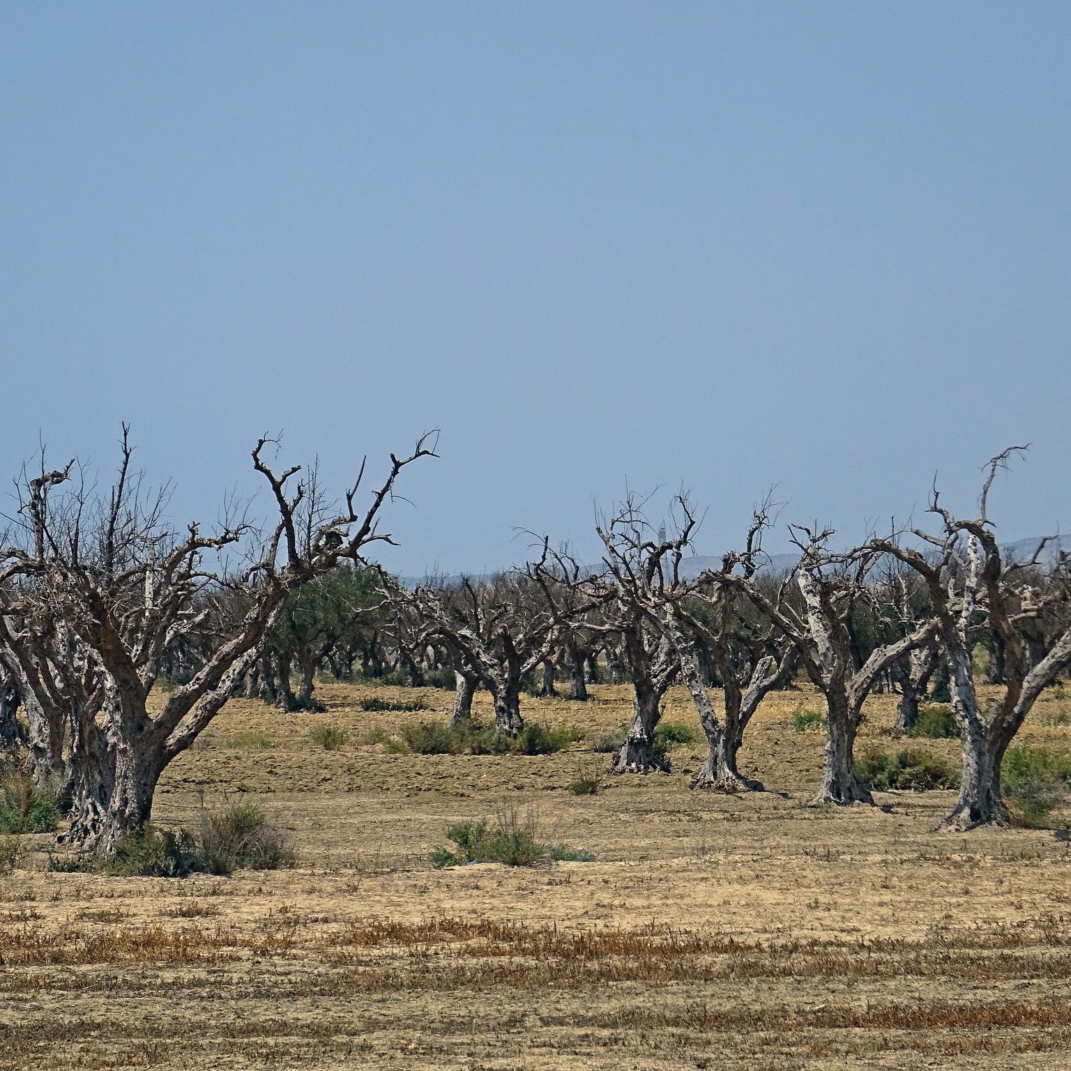 L'image montre un paysage sec avec des arbres morts ou très endommagés. Les troncs des arbres sont dénudés, et leurs branches sont dépouillées de feuillage, ce qui leur donne une apparence stérile et désolée. Le sol semble aride, avec peu de végétation, suggérant un environnement difficile, peut-être causé par la sécheresse. En arrière-plan, le ciel est clair, mais il n'y a pas de nuages visibles. L'ensemble de la scène dégage une atmosphère de désolation et de manque de vie.