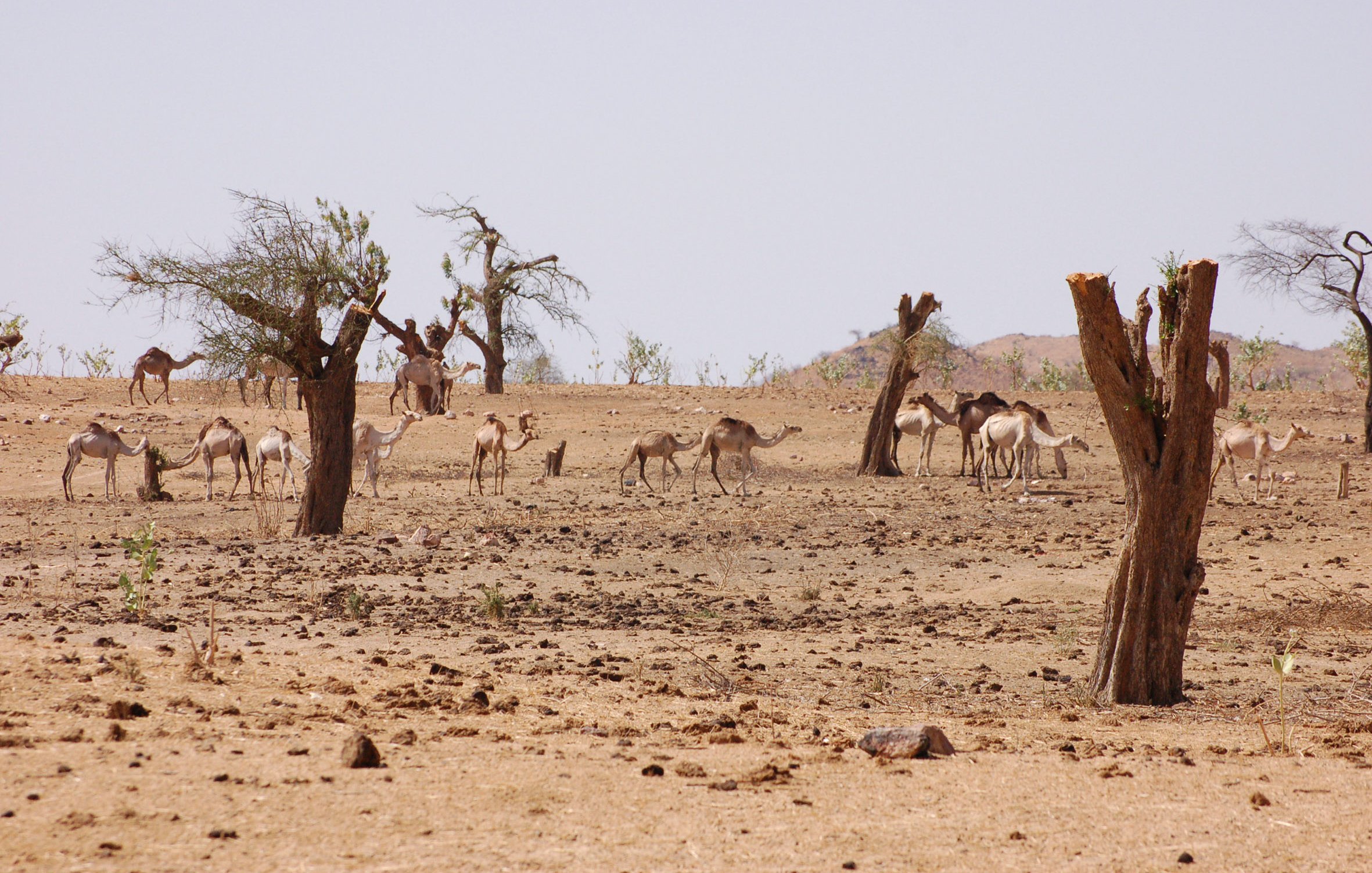 L'image montre un paysage désertique aride, avec plusieurs dromadaires se déplaçant à travers un terrain sec et rocailleux. On peut voir quelques arbres desséchés, leurs troncs dénudés, qui ajoutent à l'ambiance stérile de la scène. L'arrière-plan est montagneux, et le ciel est clair, suggérant une chaleur intense. Les dromadaires semblent se regrouper dans cette vaste étendue, cherchant peut-être de la nourriture ou de l'ombre.