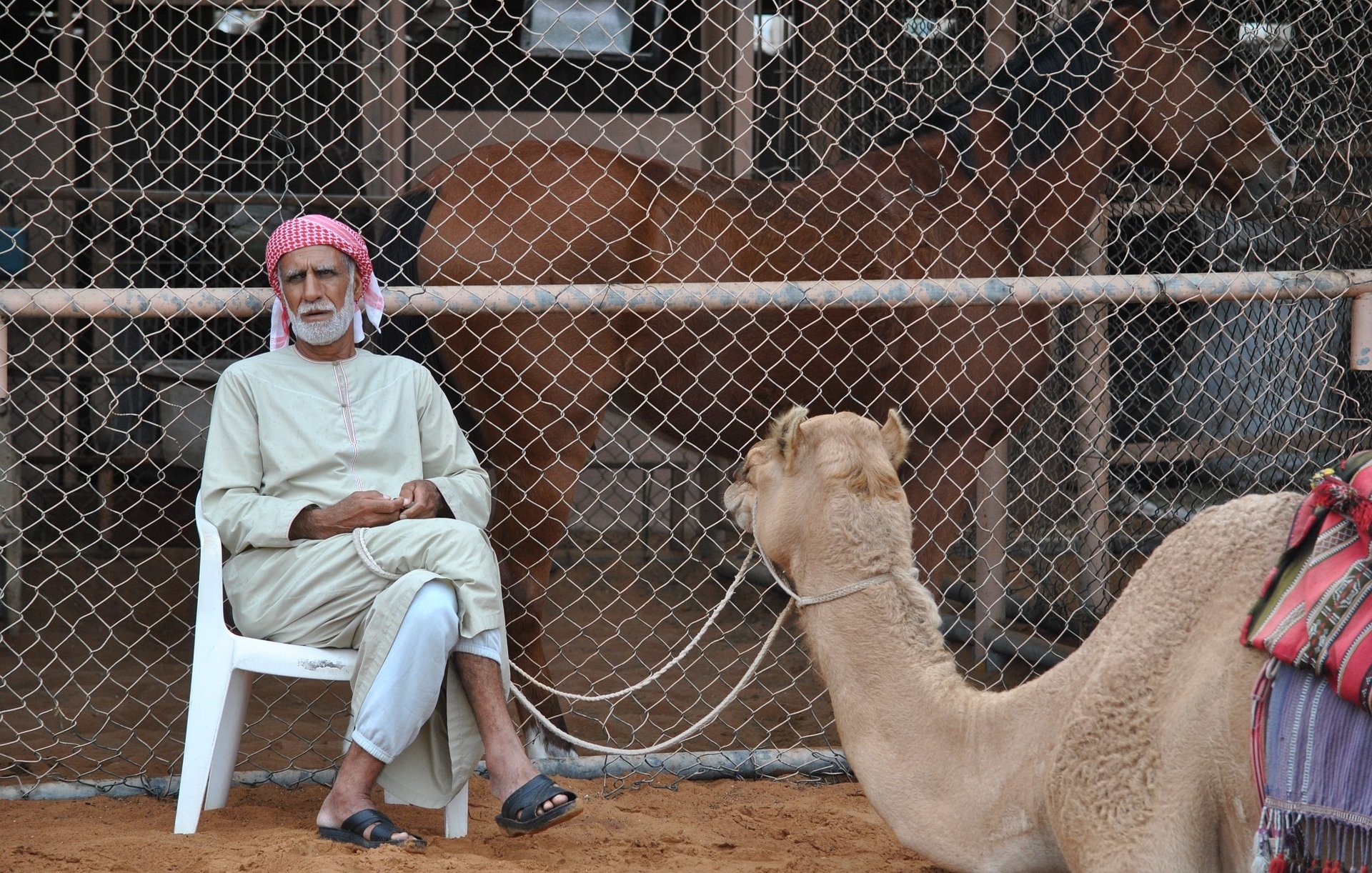L'image montre un homme assis sur une chaise en plastique, vêtu d'une tenue traditionnelle. Il porte un keffieh rouge et blanc. À côté de lui, un chameau est attaché, tandis qu'en arrière-plan, d'autres chameaux sont visibles derrière une clôture en fil de fer. Le sol est sablonneux, ce qui évoque un environnement désertique. L'homme semble calme et observateur, profitant de son temps près des animaux.