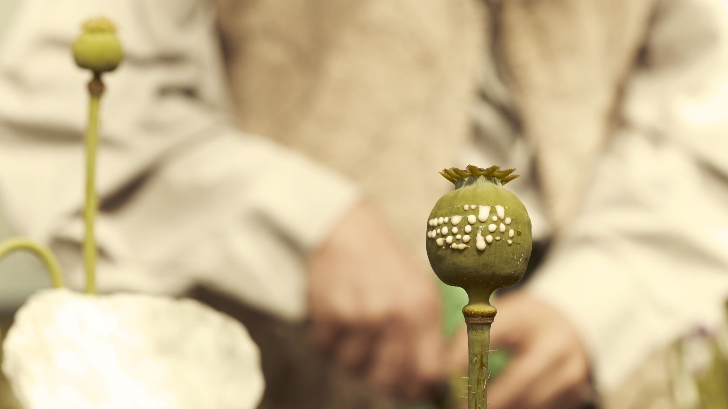 L'image montre un premier plan de capsules de pavot, avec une texture verte et des motifs blancs sur l'une d'elles. En arrière-plan, on aperçoit une personne dont on ne voit que les mains, vêtue d'une chemise claire, et qui semble manipuler les plantes. L'éclairage donne une atmosphère douce et naturelle à la scène.