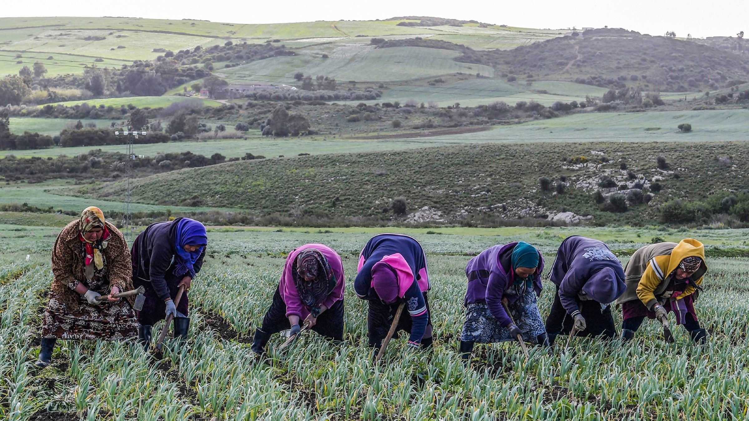 L'image montre un groupe de femmes qui travaillent dans un champ. Elles sont penchées en avant, arrachant des plantes ou récoltant des légumes. Les membres du groupe portent des vêtements colorés et des foulards, ce qui suggère qu'elles sont engagées dans des activités agricoles. En arrière-plan, on aperçoit des collines verdoyantes, qui ajoutent à la beauté du paysage rural. L'atmosphère semble être calme et paisible, représentant le travail acharné lié à l'agriculture.