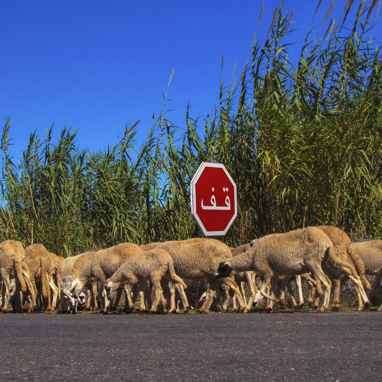 A flock of sheep crosses a road near a stop sign, with tall grass in the background.