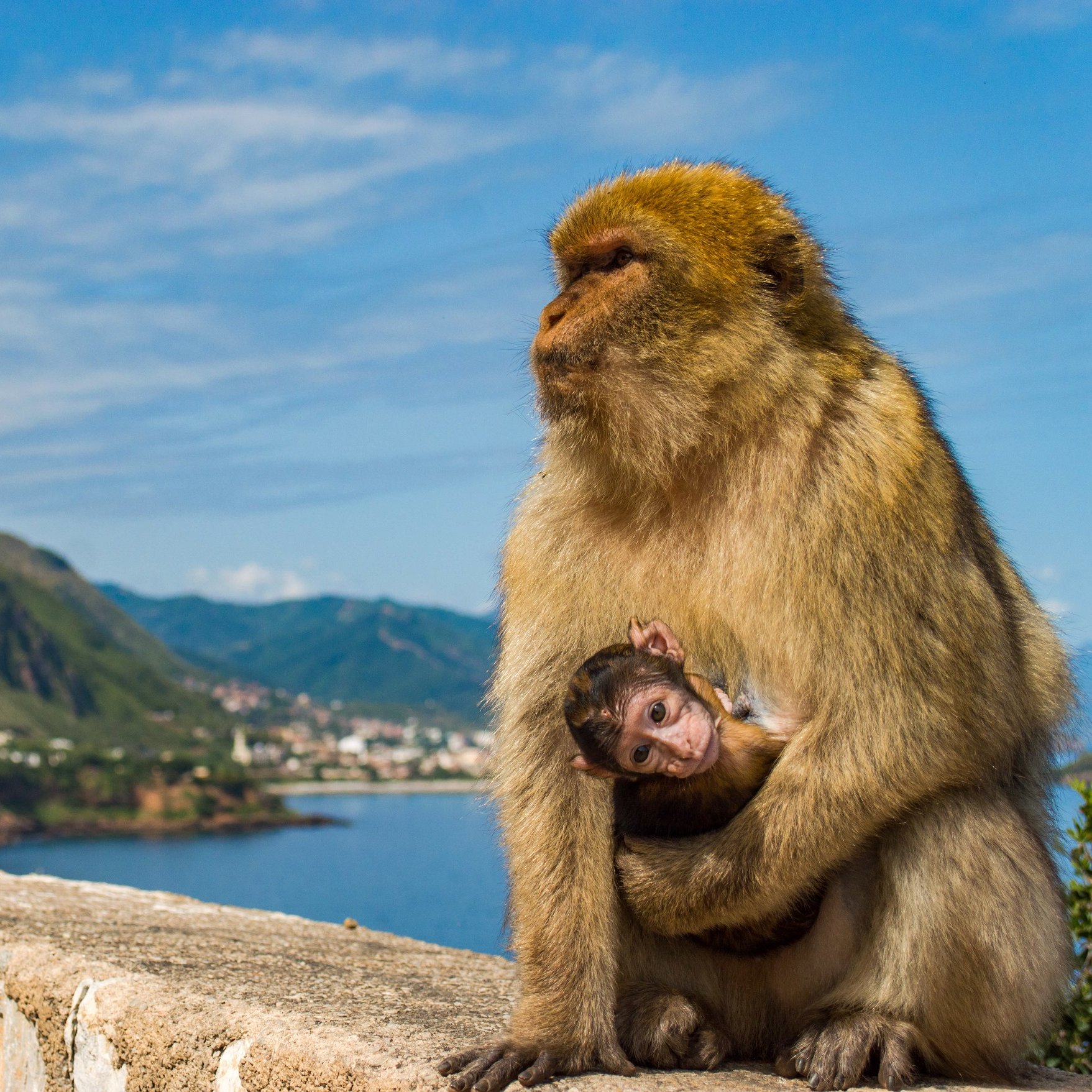 L'image montre deux singes sur un mur surplombant un paysage magnifique. On peut voir un singe adulte avec un pelage brun doré, qui semble protecteur, tenant un plus jeune singe contre lui. En arrière-plan, on aperçoit des montagnes verdoyantes et une mer calme, sous un ciel bleu avec quelques nuages. Cela évoque un moment tendre entre la mère et son petit, dans un cadre naturel pittoresque.