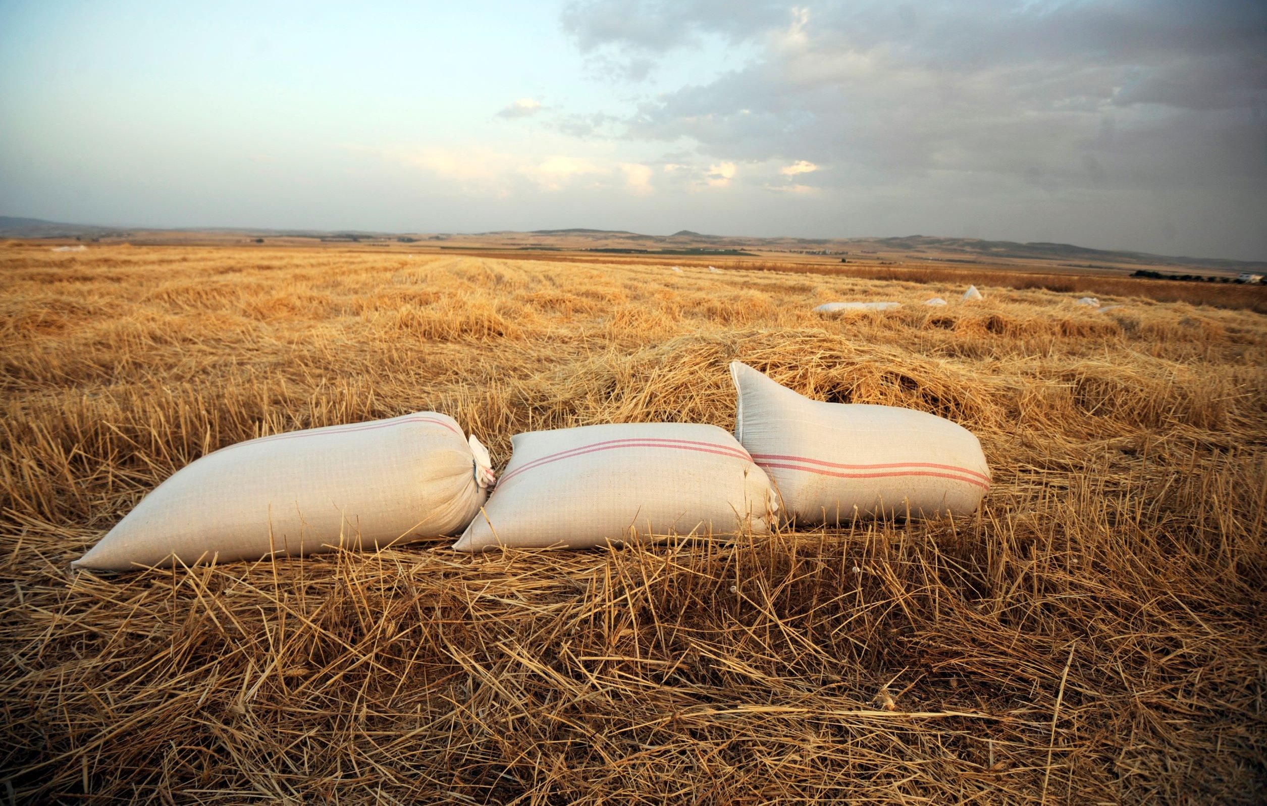 L'image montre un champ de blé ou de céréales après la moisson. Au premier plan, il y a plusieurs sacs de récolte, sans doute remplis de céréales, qui sont posés sur le sol. Le champ est très sec et parsemé de paille. En arrière-plan, le ciel est nuageux, avec des teintes qui suggèrent une lumière douce, probablement au lever ou au coucher du soleil. L'ensemble donne une impression de tranquillité et de ruralité.