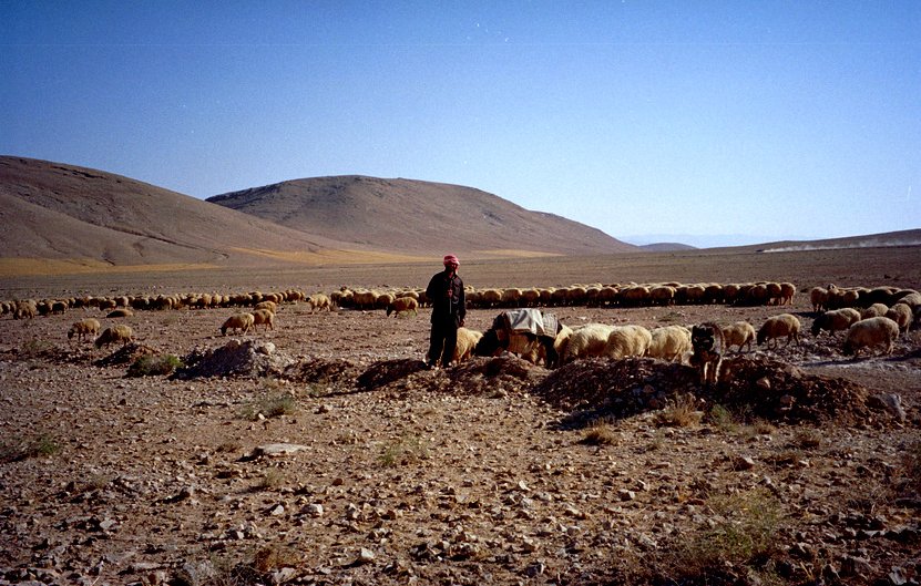L'image montre un paysan dans un paysage désertique ou semi-aride, entouré d'un grand troupeau de moutons. On peut voir des collines en arrière-plan sous un ciel clair. Le sol est constitué de pierres et de terre, et le berger semble surveiller ses animaux, peut-être en train de les rassembler ou de les nourrir. L'ambiance semble calme et rurale, typique de la vie pastorale.