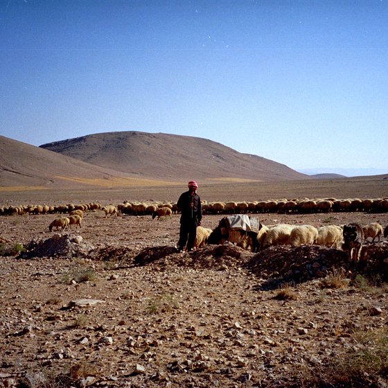 L'image montre un paysan dans un paysage désertique ou semi-aride, entouré d'un grand troupeau de moutons. On peut voir des collines en arrière-plan sous un ciel clair. Le sol est constitué de pierres et de terre, et le berger semble surveiller ses animaux, peut-être en train de les rassembler ou de les nourrir. L'ambiance semble calme et rurale, typique de la vie pastorale.