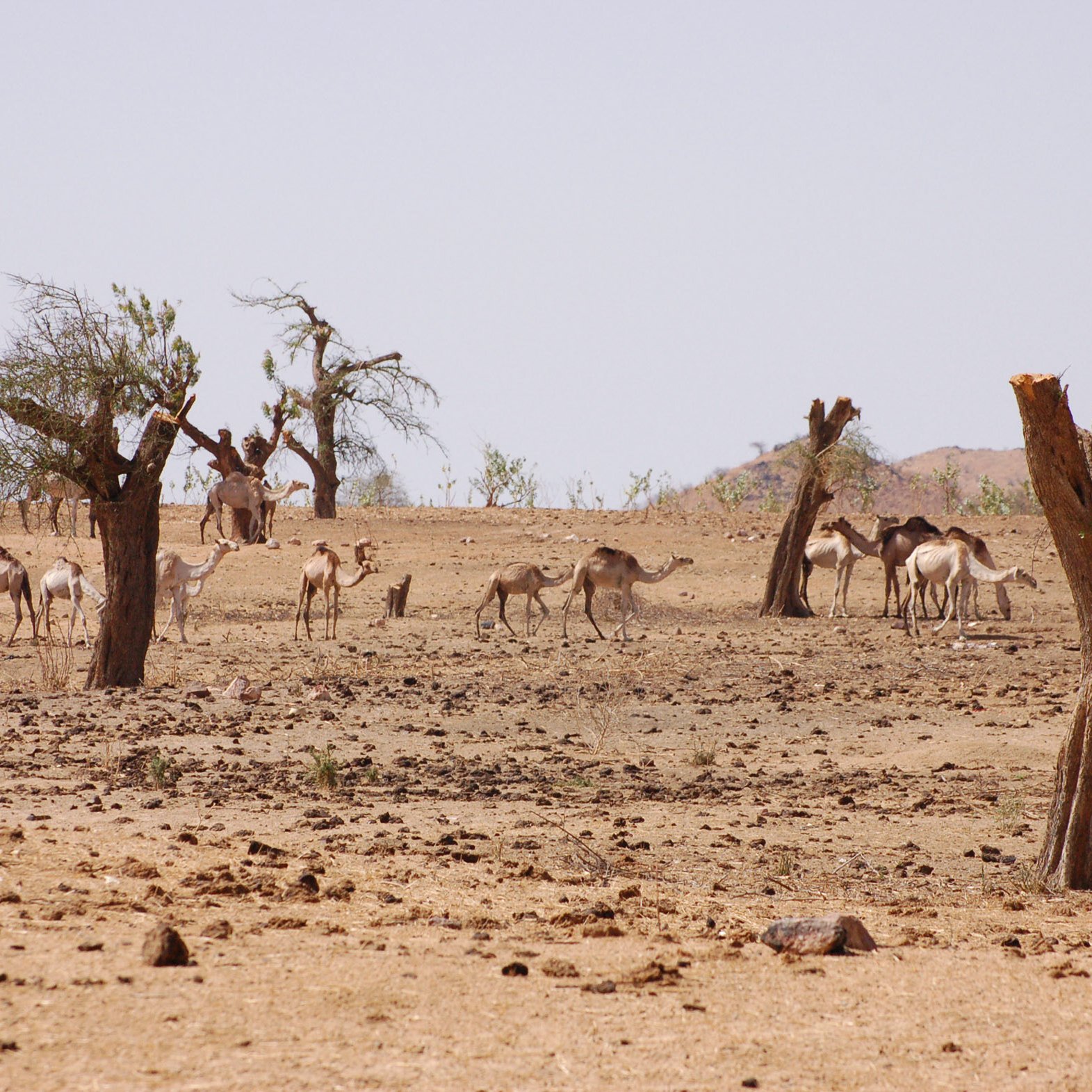 L'image montre un paysage désertique aride, avec plusieurs dromadaires se déplaçant à travers un terrain sec et rocailleux. On peut voir quelques arbres desséchés, leurs troncs dénudés, qui ajoutent à l'ambiance stérile de la scène. L'arrière-plan est montagneux, et le ciel est clair, suggérant une chaleur intense. Les dromadaires semblent se regrouper dans cette vaste étendue, cherchant peut-être de la nourriture ou de l'ombre.
