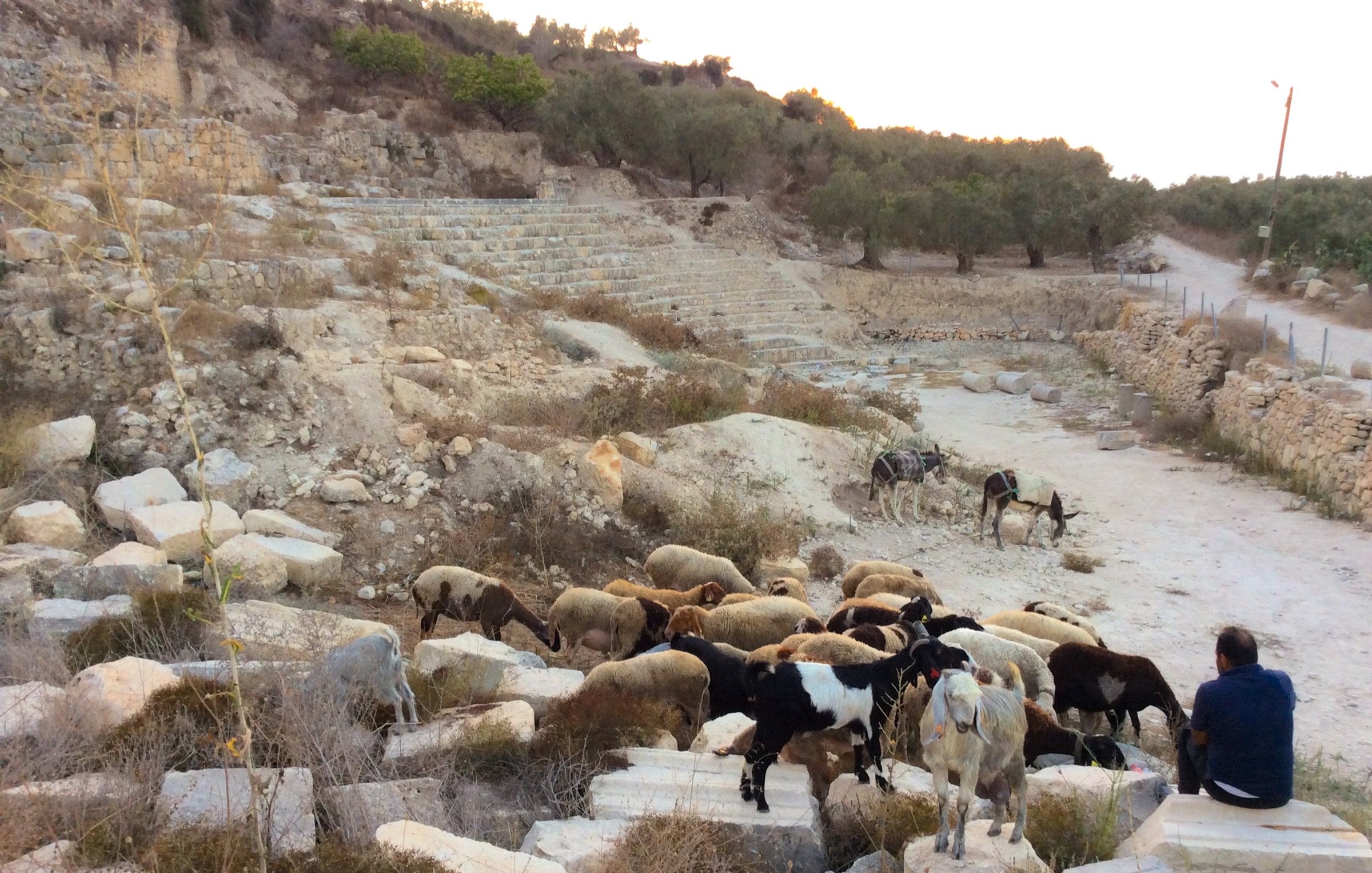 L'image montre un paysage rural avec un groupe de chèvres et de moutons ruminant sur un terrain accidenté, probablement dans une ancienne zone de ruines. On aperçoit des pierres éparpillées et des restes de structures anciennes en arrière-plan, ainsi que des oliviers dans la distance. Un homme est assis, semblant surveiller les animaux. La lumière du coucher de soleil ajoute une atmosphère paisible à la scène.