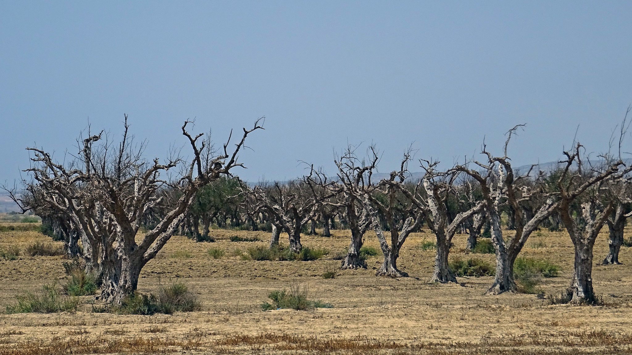 L'image montre un paysage sec avec des arbres morts ou très endommagés. Les troncs des arbres sont dénudés, et leurs branches sont dépouillées de feuillage, ce qui leur donne une apparence stérile et désolée. Le sol semble aride, avec peu de végétation, suggérant un environnement difficile, peut-être causé par la sécheresse. En arrière-plan, le ciel est clair, mais il n'y a pas de nuages visibles. L'ensemble de la scène dégage une atmosphère de désolation et de manque de vie.