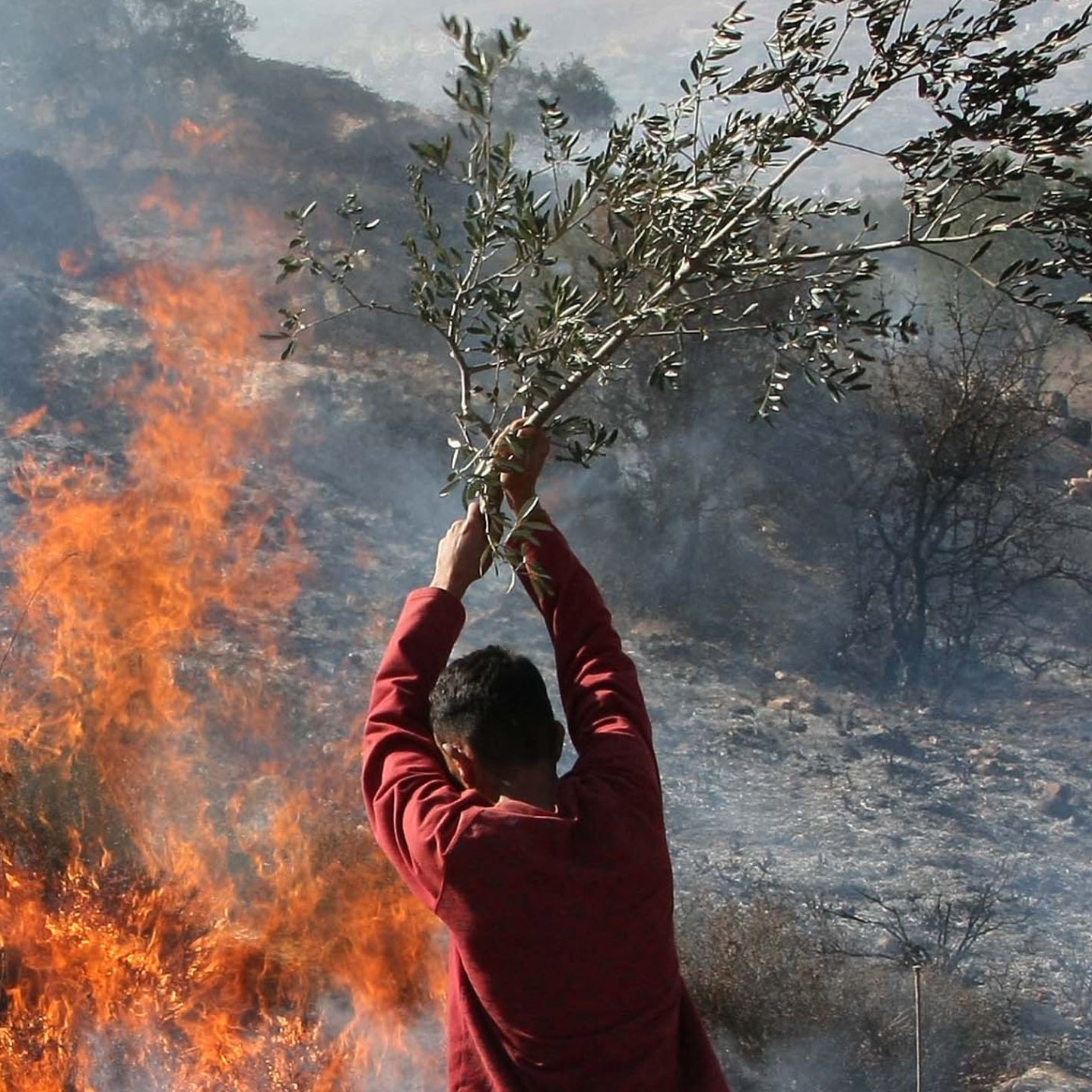 در تصویر، فردی به نظر می‌رسد که یک شاخه درخت زیتون را در حالی که در پس‌زمینه آتش زبانه می‌کشد، بالا برده است. آتش به شدت شعله‌ور است و دود به آسمان بلند می‌شود. محیط اطراف شبیه به مکان طبیعی یا جنگل است که احتمالاً در آتش‌سوزی آسیب دیده است. این صحنه حس اضطراب و کشمکش را منتقل می‌کند.