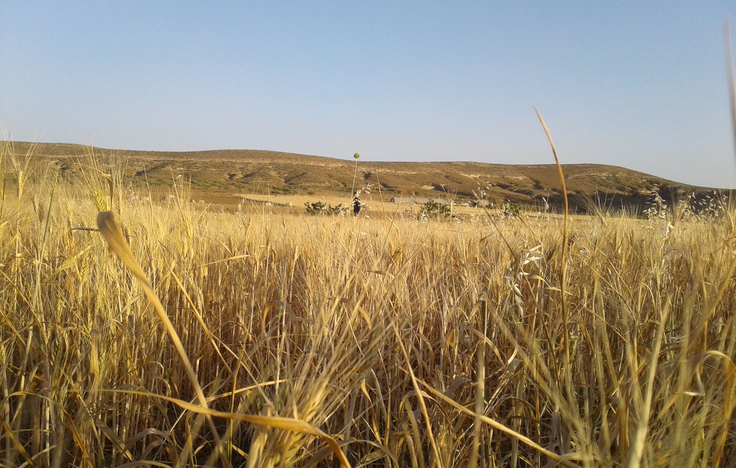 تشير الصورة إلى منظر طبيعي يتميز بحقول واسعة من القمح أو العشب الجاف. يبدو أن الحقول تتألق تحت أشعة الشمس، حيث تبرز ألوانها الذهبية. في الخلفية، تظهر تلال متموجة تمتد تحت سماء زرقاء صافية، مما يضفي جمالاً وهدوءاً على المشهد. يُظهر المنظر الطبيعة في حالة نقية وساحرة، مما يعكس جمالية الريف.