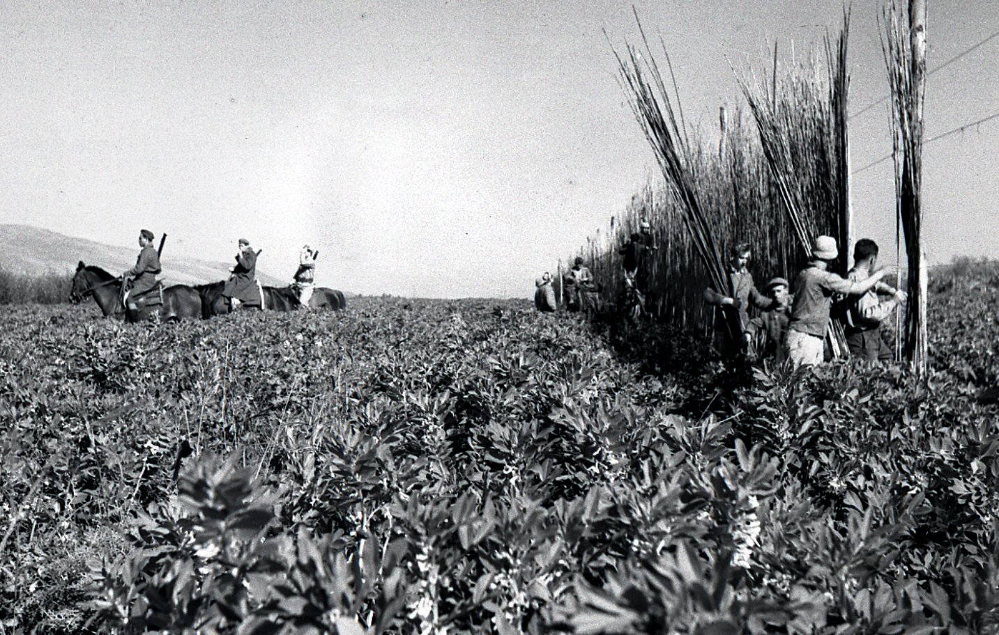 تظهر الصورة مشهداً طبيعياً من البيئة الزراعية، حيث يمتد حقلاً واسعاً مغطى بالنباتات. في الخلفية، يمكن رؤية مجموعة من الأشخاص يمتطون الخيول، بينما في المقدمة يقوم بعض العمال بقطع المحاصيل أو جمعها. المشهد يبدو تقليدياً وقديم الطراز، مما يوحي بأنه يُمثل فترة زمنية سابقة في تاريخ الزراعة. الأجواء تعكس العمل الشاق والاتصال المباشر مع الأرض.
