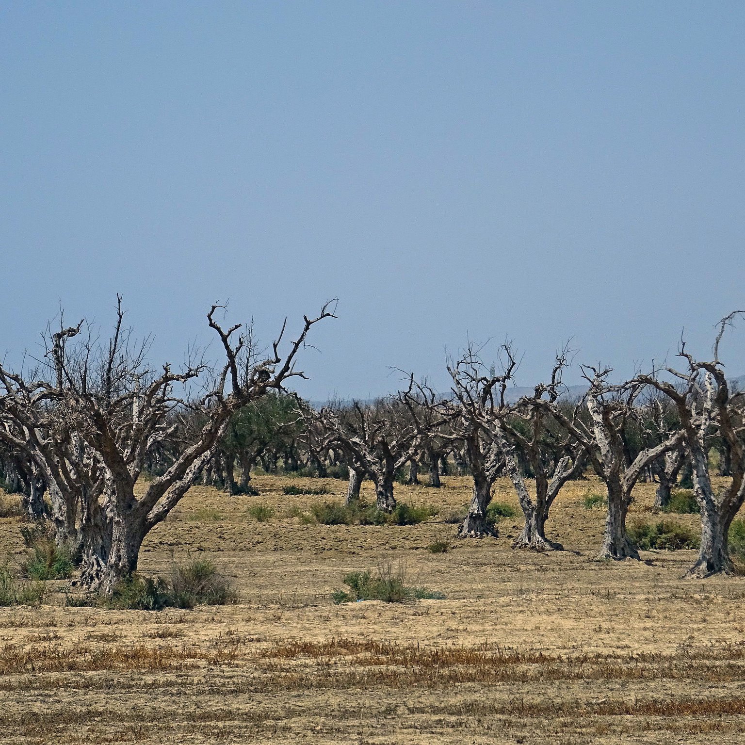 The image depicts a landscape filled with barren, leafless trees that have a gnarled appearance. The ground is dry and brown, suggesting a lack of moisture. The sky above is clear and blue, creating a stark contrast with the desolate scene below. The trees are spaced apart, emphasizing the emptiness of the area, and some have twisted branches that add to the overall feeling of decay or desolation.