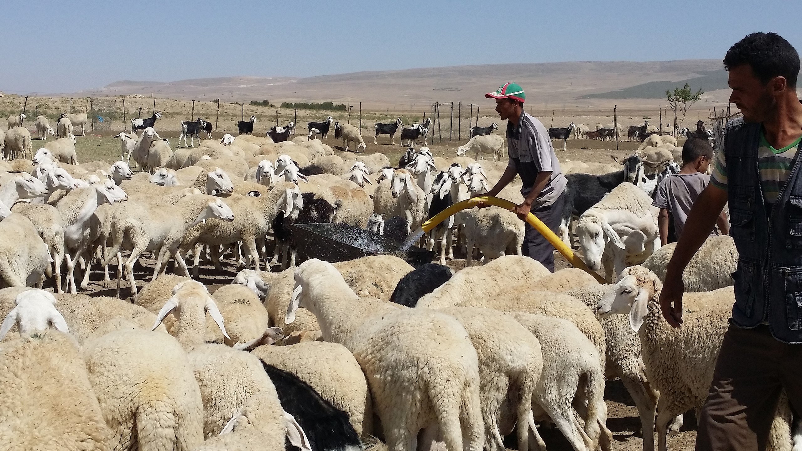 L'image montre un berger travaillant au milieu d'un troupeau de moutons, avec des chèvres en arrière-plan. Le berger utilise un tuyau pour distribuer de l'eau, ce qui attire l'attention des animaux. Le paysage est rural, avec une vaste étendue de terrain sec en arrière-plan. Les moutons sont principalement de couleur blanche et se regroupent autour de l'eau, tandis que le berger semble concentré sur sa tâche.