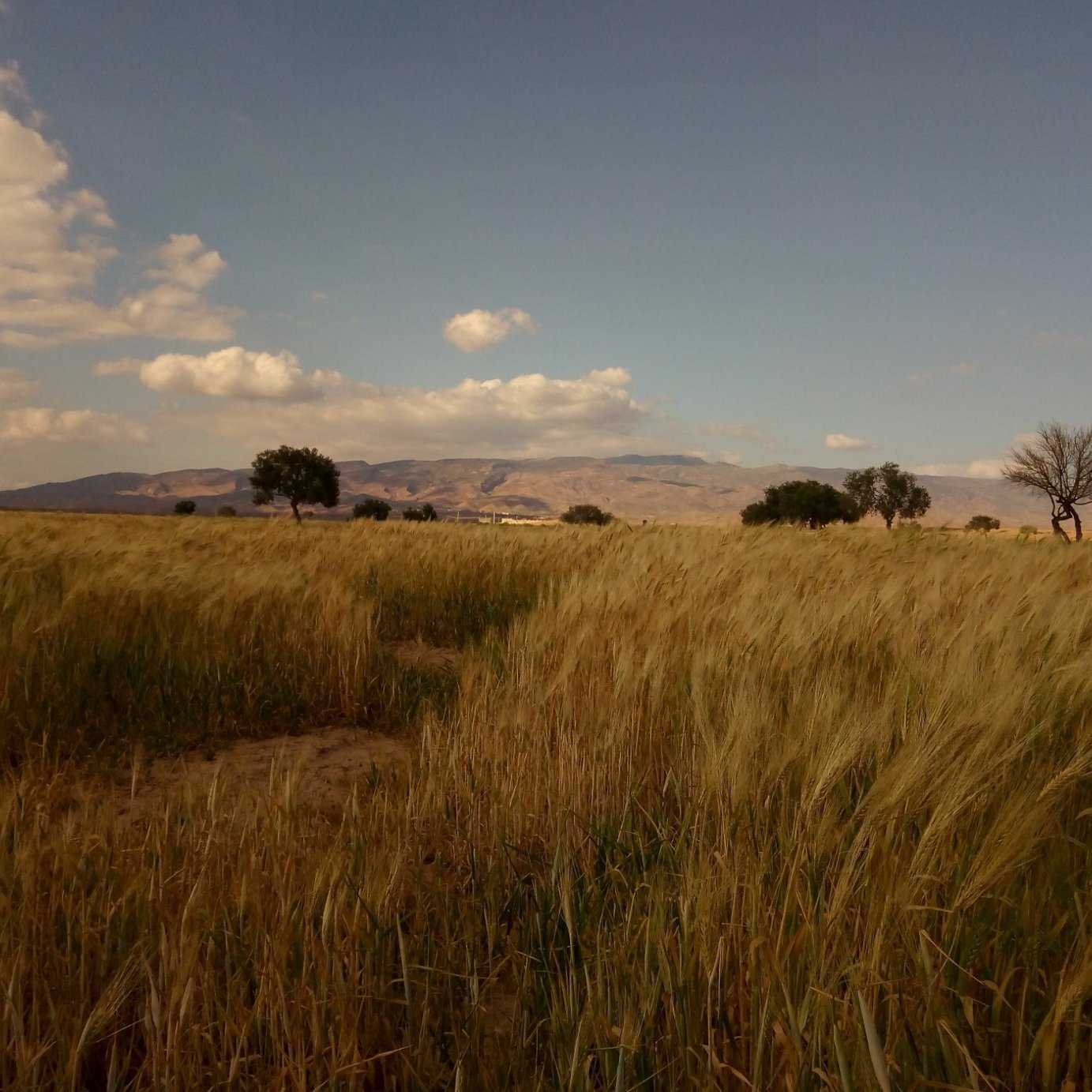 L'image montre un vaste champ de blé doré qui s'étend à perte de vue sous un ciel nuageux. À l'horizon, on aperçoit des collines ou des montagnes. Quelques arbres isolés se dressent dans le champ, ajoutant une touche de verdure au paysage. La lumière du soleil donne une ambiance chaleureuse à la scène, malgré les nuages dans le ciel. C'est un moment paisible qui évoque la nature et la campagne.