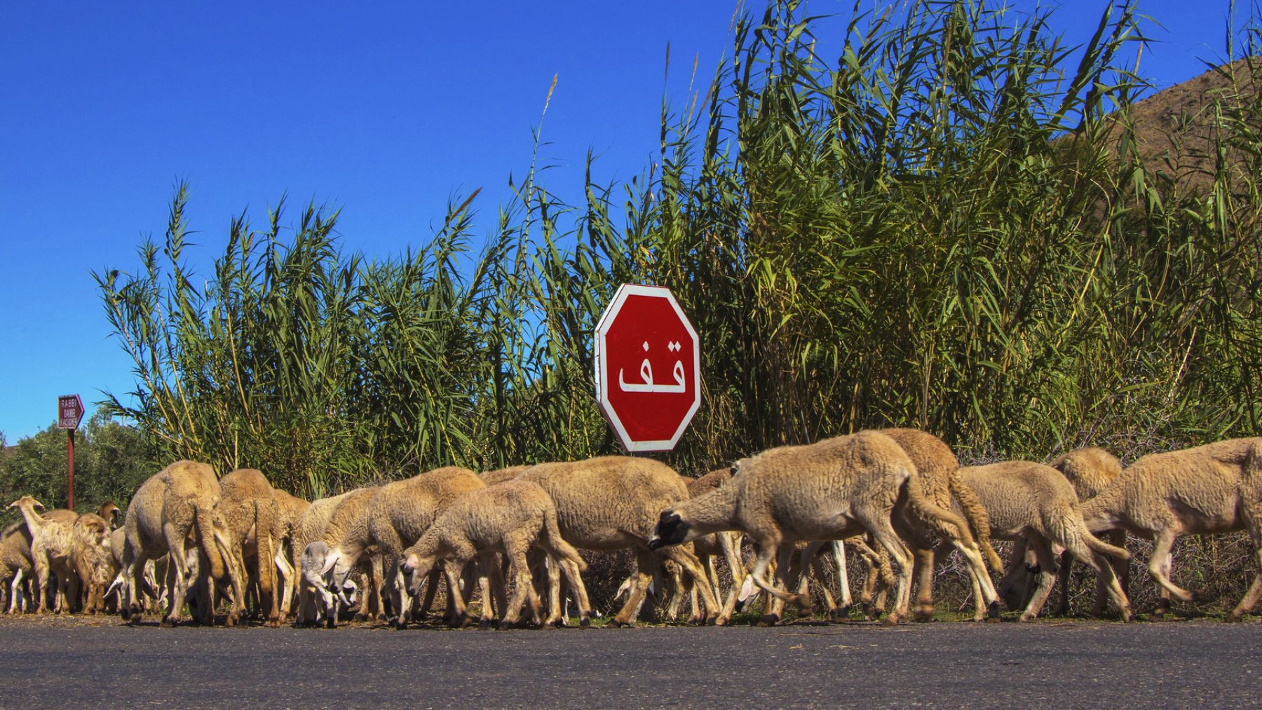 Un troupeau de moutons traverse une route devant un panneau d'arrêt.