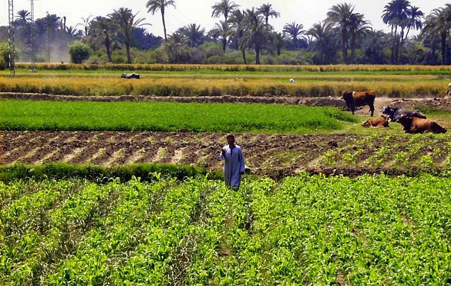 L'image montre un paysage rural avec de vastes champs cultivés. Au premier plan, des rangées de plantes verts poussent, probablement des légumes ou des cultures. On peut voir un homme au milieu des champs, portant une tenue traditionnelle. À l'arrière-plan, on aperçoit des palmiers et des terres agricoles étendues. Il y a aussi des vaches paissant tranquillement dans le champ. L'ensemble dégage une atmosphère paisible et bucolique.