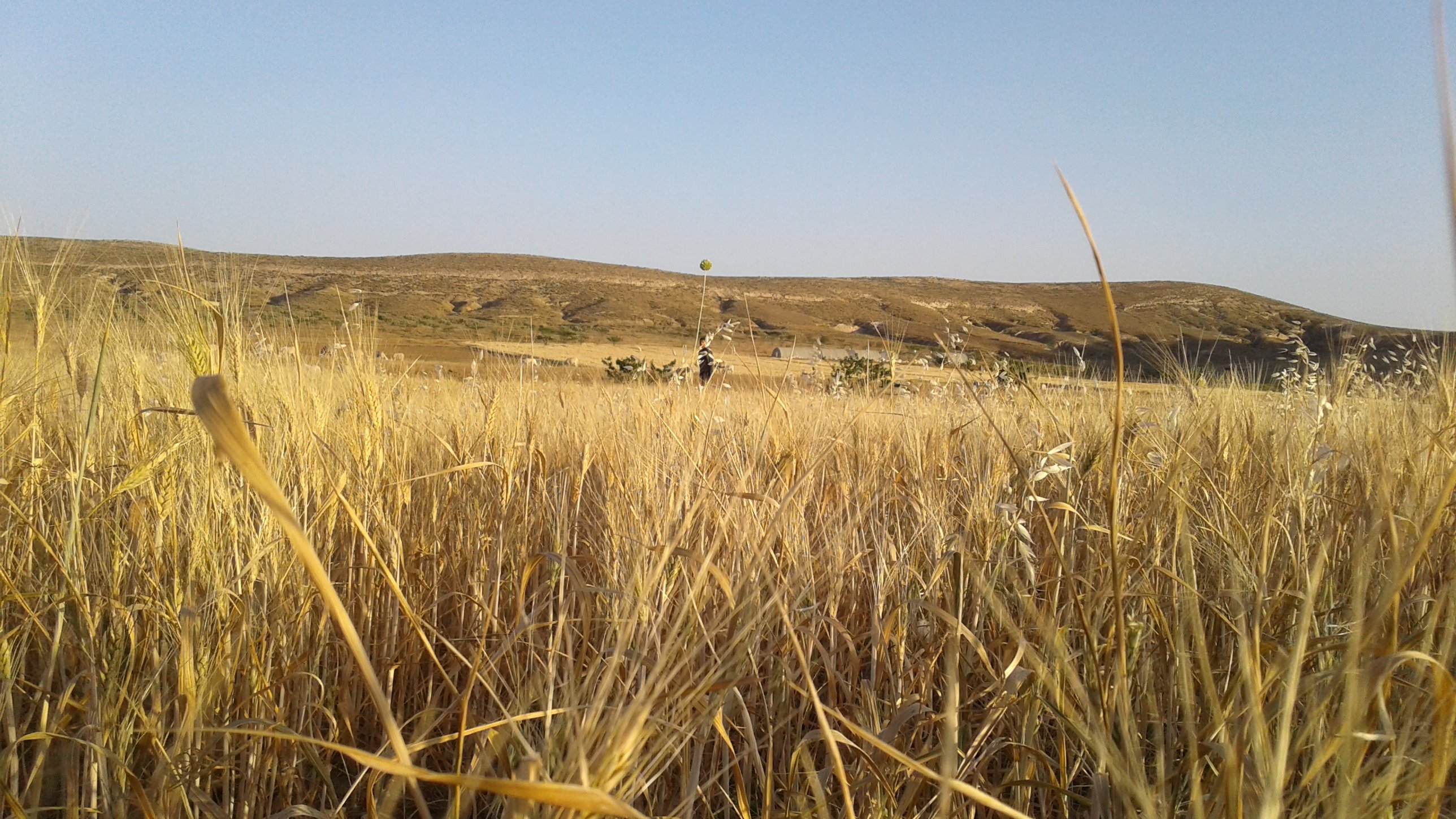 تشير الصورة إلى منظر طبيعي يتميز بحقول واسعة من القمح أو العشب الجاف. يبدو أن الحقول تتألق تحت أشعة الشمس، حيث تبرز ألوانها الذهبية. في الخلفية، تظهر تلال متموجة تمتد تحت سماء زرقاء صافية، مما يضفي جمالاً وهدوءاً على المشهد. يُظهر المنظر الطبيعة في حالة نقية وساحرة، مما يعكس جمالية الريف.