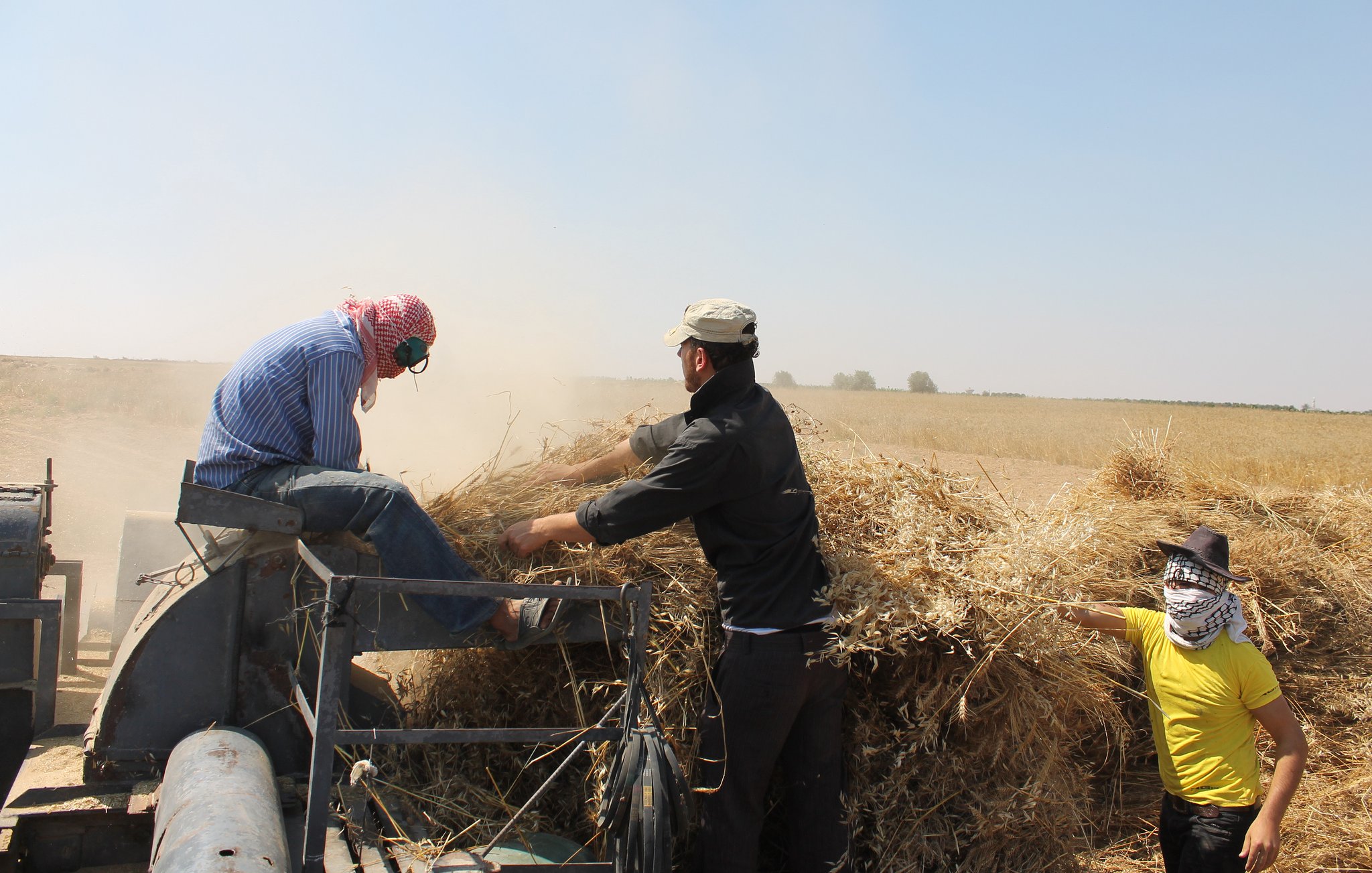 L'image montre des travailleurs dans un champ, probablement en train de récolter du blé ou une autre culture. Il y a de la poussière dans l'air, ce qui indique une activité de récolte intense. Un homme porte des écouteurs et un couvre-chef, tandis que deux autres hommes, également vêtus de manière adaptée, manipulent des gerbes de paille. L'un d'eux porte un masque, probablement pour se protéger de la poussière. L'environnement est rural, avec des champs s'étendant à perte de vue.