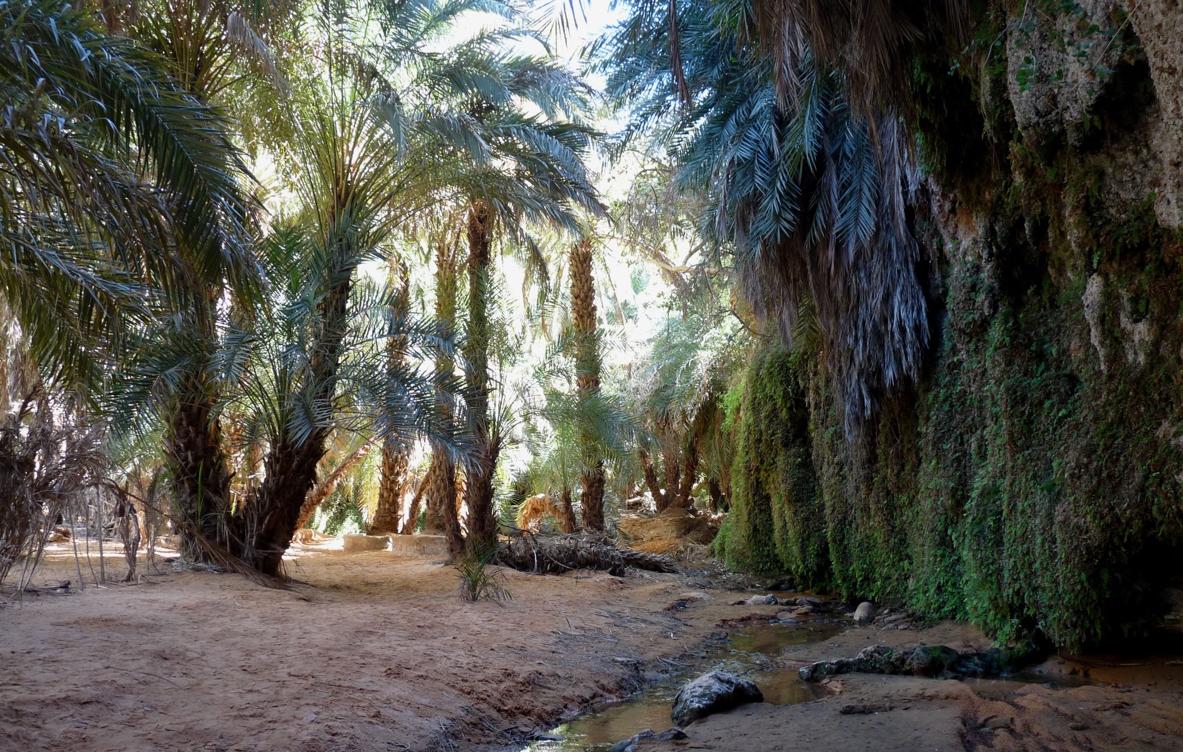 The image depicts a lush oasis scene, featuring tall palm trees with dense foliage that creates a canopy of green overhead. The ground is sandy, with patches of water visible, suggesting a small stream or pool reflecting the surrounding greenery. The walls of the oasis are rugged and appear to be covered in moss or other green vegetation, adding to the lushness of the environment. The lighting indicates a bright day, casting dappled shadows throughout the space. Overall, it conveys a serene and tranquil natural setting.