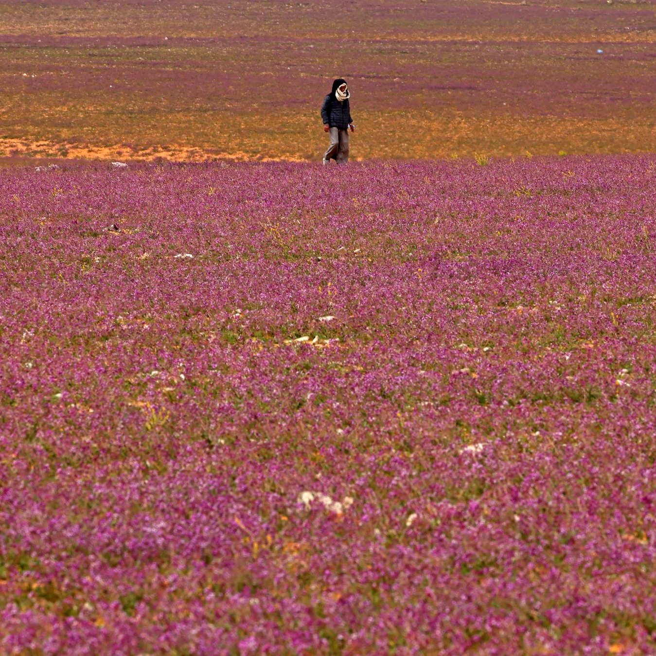 L'image montre un vaste champ recouvert de fleurs de couleur rose. Au centre, une personne marche seule dans ce paysage coloré, créant un joli contraste avec le sol florissant. L'horizon est parsemé de nuances de violet et d'orange, suggérant une atmosphère paisible et naturelle.