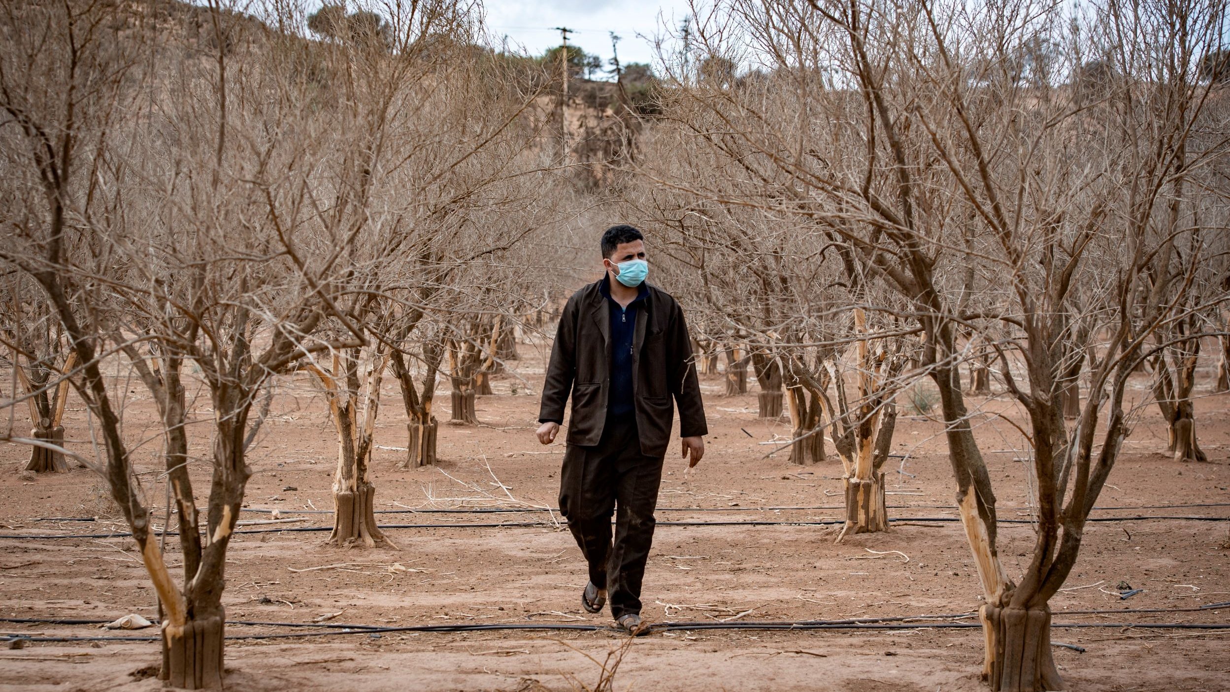 L'image montre un homme marchant à travers un verger d'arbres desséchés. Les arbres semblent dépouillés de feuilles, avec des branches sèches qui s'étendent vers le ciel. L'homme porte un masque, ce qui suggère qu'il pourrait être conscient de la santé ou des conditions environnementales. Le sol est aride et le paysage environnant est désertique, avec quelques collines en arrière-plan. L'atmosphère de la scène semble être calme mais aussi empreinte d'une certaine tristesse en raison de l'état des arbres.