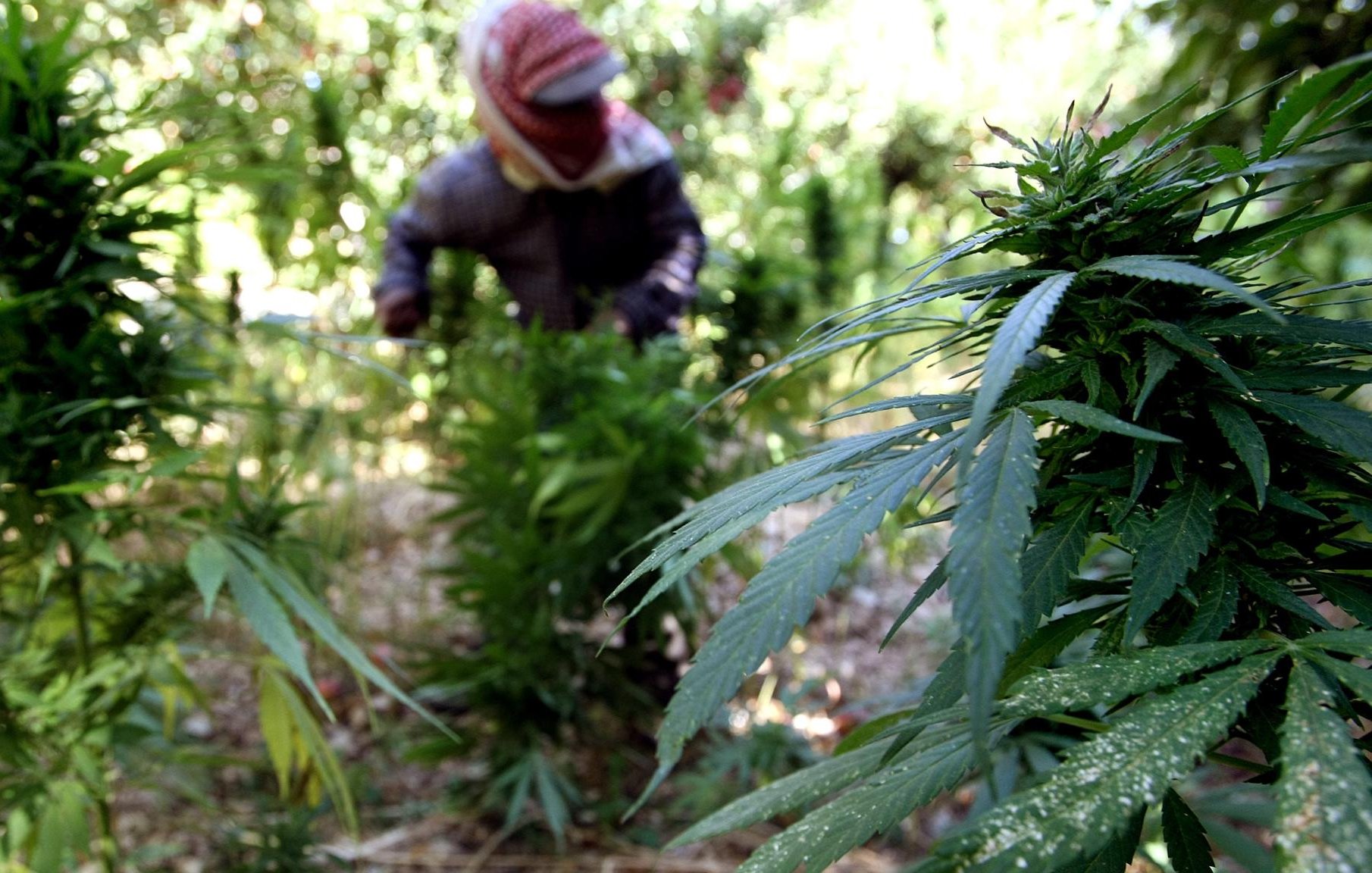 L'image montre un jardin de plantes de cannabis. Au premier plan, on peut voir plusieurs feuilles de cannabis bien développées. À l'arrière-plan, une personne en train de travailler, vêtue de vêtements de protection et d'un chapeau, est occupée à entretenir les plantes. L'environnement est verdoyant et luxuriant, suggérant un cadre naturel et agronomique.