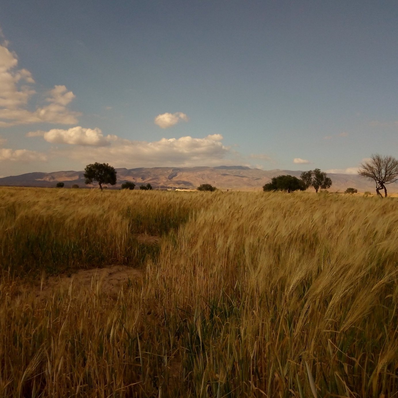 الصورة تُظهر منظرًا طبيعيًا خلابًا يحمل حقولًا من القمح الذهبي، حيث تتمايل السنابل بفعل النسيم. في الخلفية، يمكن رؤية جبال تتدرج في الألوان، تحت سماء زرقاء تزينها بعض السحب البيضاء. تظهر أيضًا بعض الأشجار في الميدان، مما يضيف لمسة من الحياة إلى المشهد. الأجواء هادئة وتبعث على الاسترخاء.