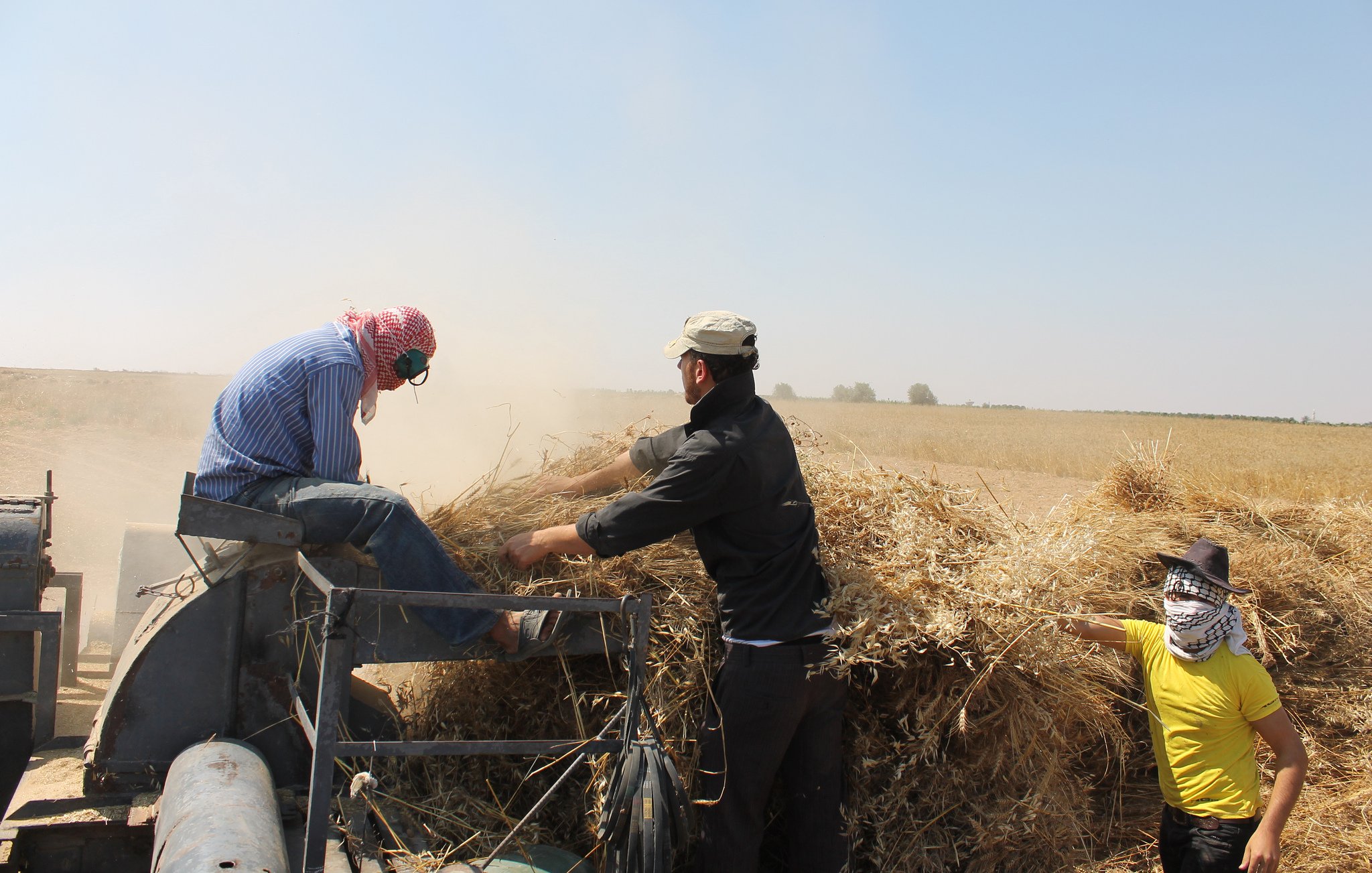 The image depicts a rural agricultural scene, likely during harvest time. There are three men working together. One man is seated on a harvesting machine, wearing headphones and a head scarf. Another man stands beside him, contributing to the process, while a third man works in the foreground, wearing a mask and a yellow shirt. Dust is rising from the ground, indicating a dusty environment typical of harvest activities. The background shows a clear sky and fields, emphasizing the outdoor setting.