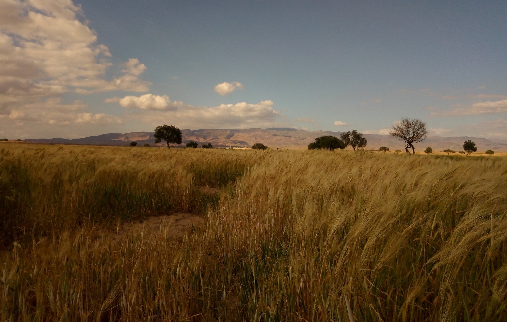 L'image montre un vaste champ de blé doré qui s'étend à perte de vue sous un ciel nuageux. À l'horizon, on aperçoit des collines ou des montagnes. Quelques arbres isolés se dressent dans le champ, ajoutant une touche de verdure au paysage. La lumière du soleil donne une ambiance chaleureuse à la scène, malgré les nuages dans le ciel. C'est un moment paisible qui évoque la nature et la campagne.