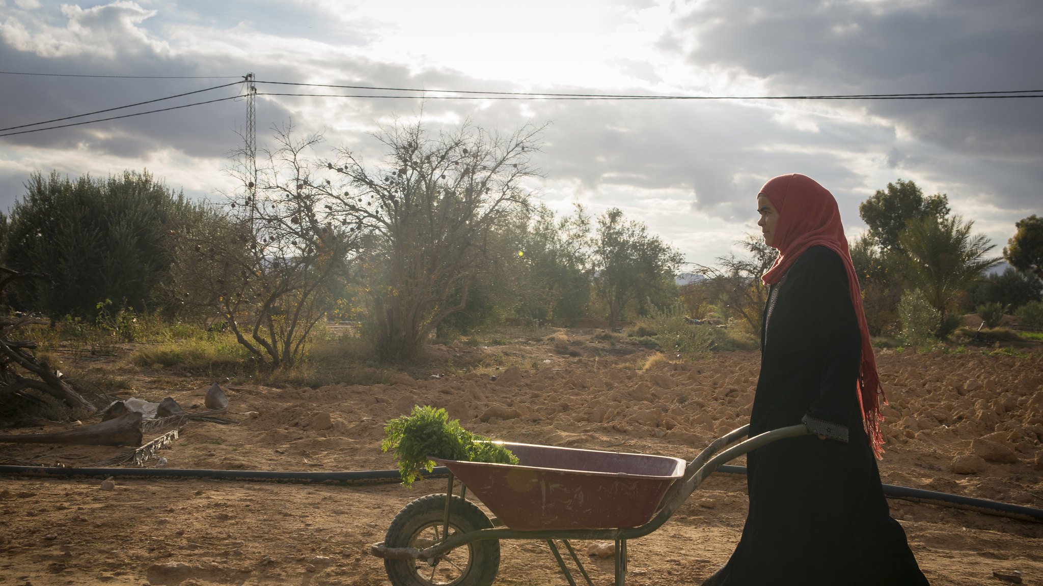 L'image montre une femme portant un hijab rouge, marchant avec une brouette. Elle est dans un paysage rural, avec des arbres et un champ autour d'elle, sous un ciel nuageux. La lumière semble douce, créant une atmosphère tranquille, tandis qu'elle transporte probablement des légumes ou des plantes dans la brouette.