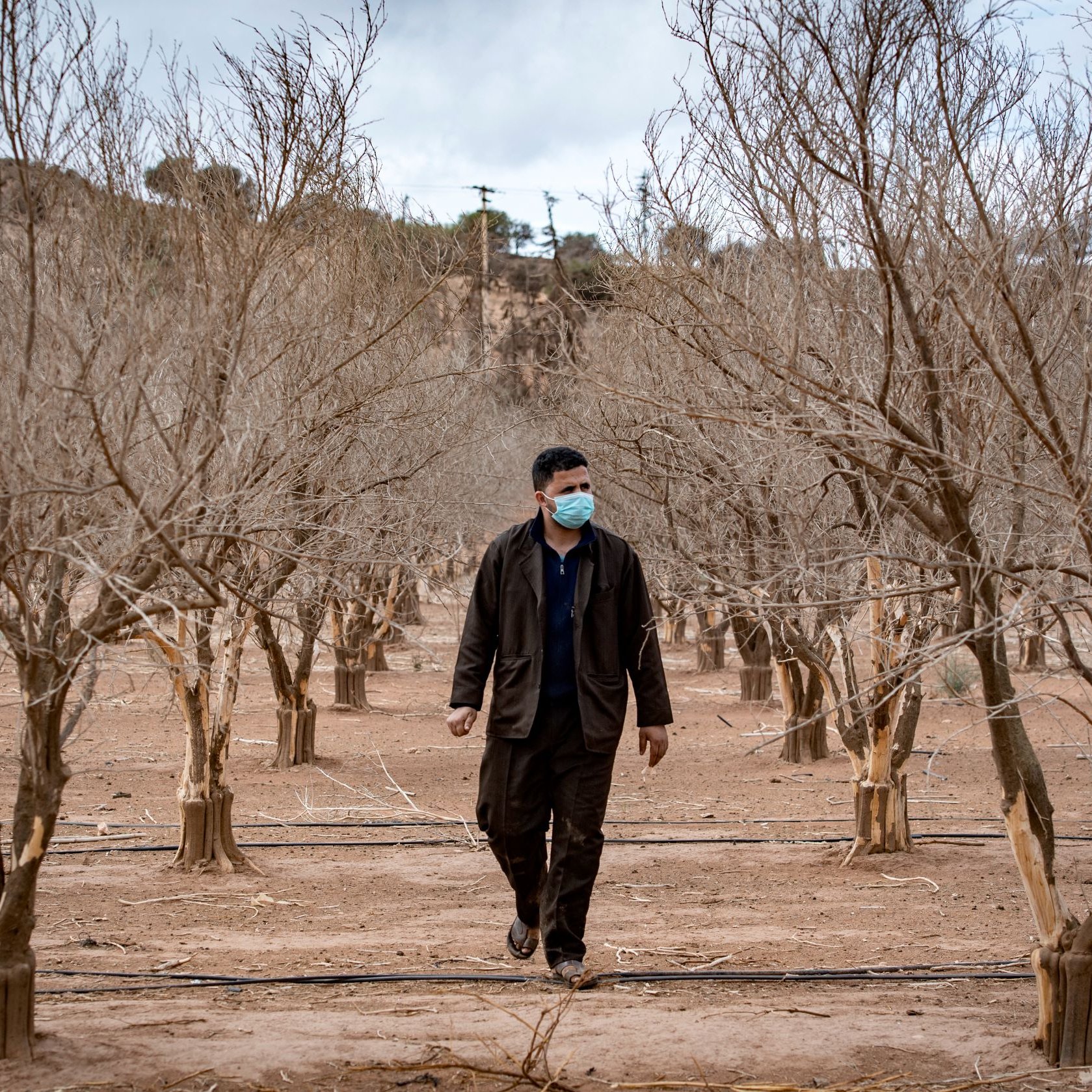 L'image montre un homme marchant à travers un verger d'arbres desséchés. Les arbres semblent dépouillés de feuilles, avec des branches sèches qui s'étendent vers le ciel. L'homme porte un masque, ce qui suggère qu'il pourrait être conscient de la santé ou des conditions environnementales. Le sol est aride et le paysage environnant est désertique, avec quelques collines en arrière-plan. L'atmosphère de la scène semble être calme mais aussi empreinte d'une certaine tristesse en raison de l'état des arbres.