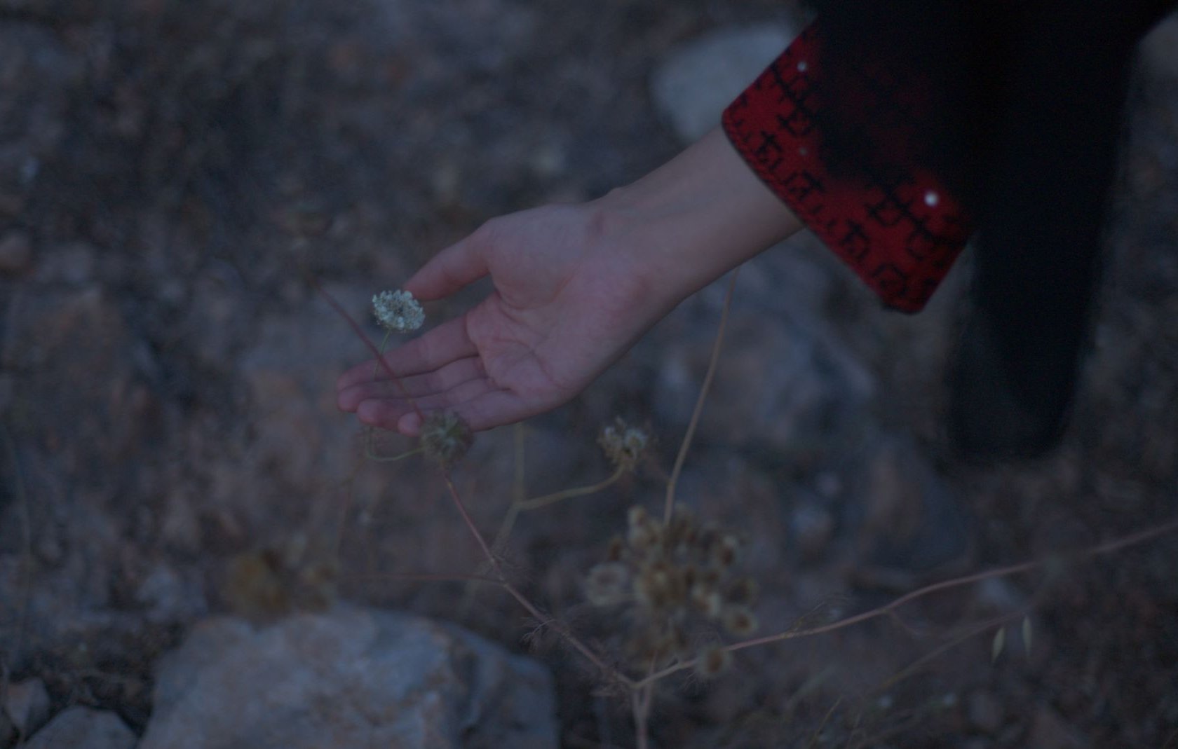 Une main effleure des fleurs sauvages dans un paysage rocheux au crépuscule.