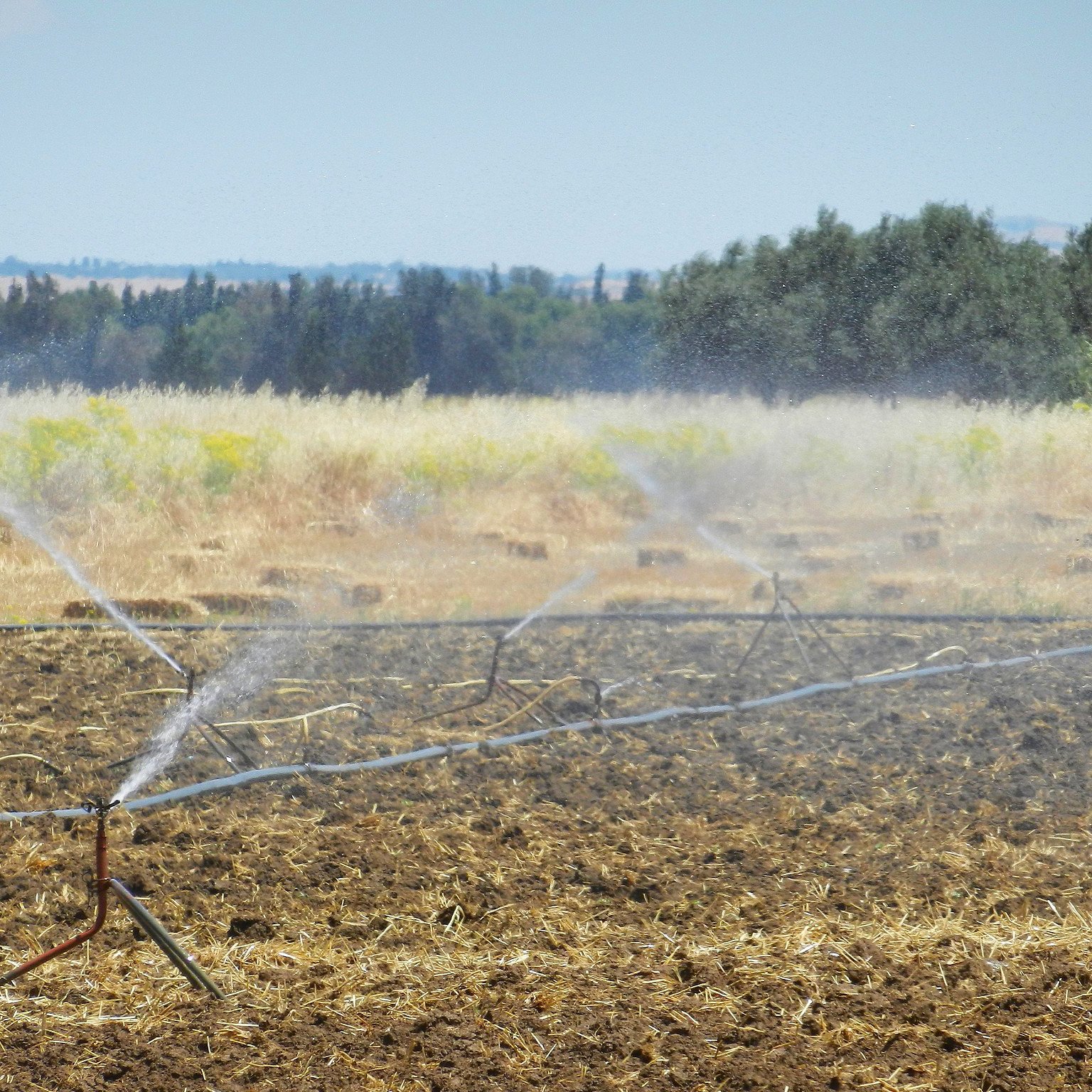 The image shows a field with sprinkler irrigation systems in operation. Water is being sprayed onto the dry, plowed soil, creating a mist effect. In the background, there are trees and a clear sky, indicating a rural landscape. The overall scene suggests agricultural activity, with the purpose of watering crops or preparing the soil for planting.