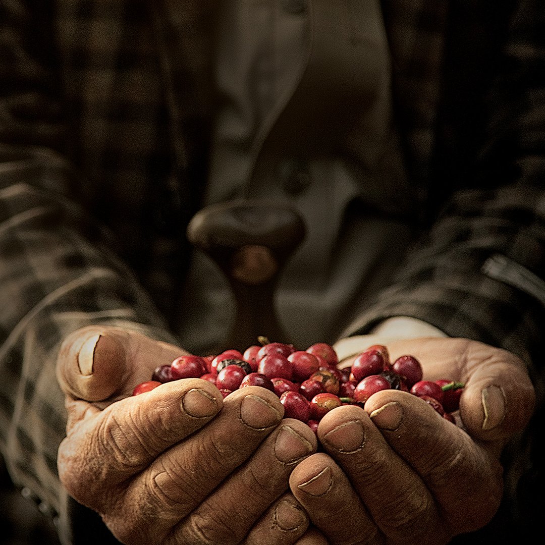 L'image montre des mains vieilles et usées, qui tiennent délicatement des baies rouges, probablement des fruits de café ou des cerises. L'arrière-plan est flou, ce qui met en valeur les mains et les fruits. Les mains sont marquées par le temps et le travail, et il y a un outil en bois en position verticale dans le fond, suggérant un lien avec la récolte ou la transformation des baies. La lumière est douce, ajoutant une ambiance chaleureuse à la scène.