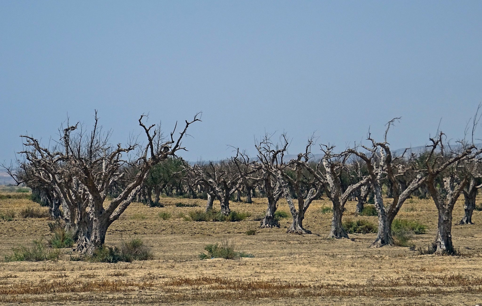 La imagen muestra un paisaje árido con árboles secos y deshojados. Los árboles tienen un aspecto marchito, con troncos gruesos y ramas que se extienden hacia arriba, aparentemente sin hojas. El terreno es seco, con pasto amarillento y áreas resecas que sugieren falta de agua. El cielo es de un azul claro, lo que contrasta con el aspecto desolado del terreno. La escena transmite una sensación de desolación y sequedad.