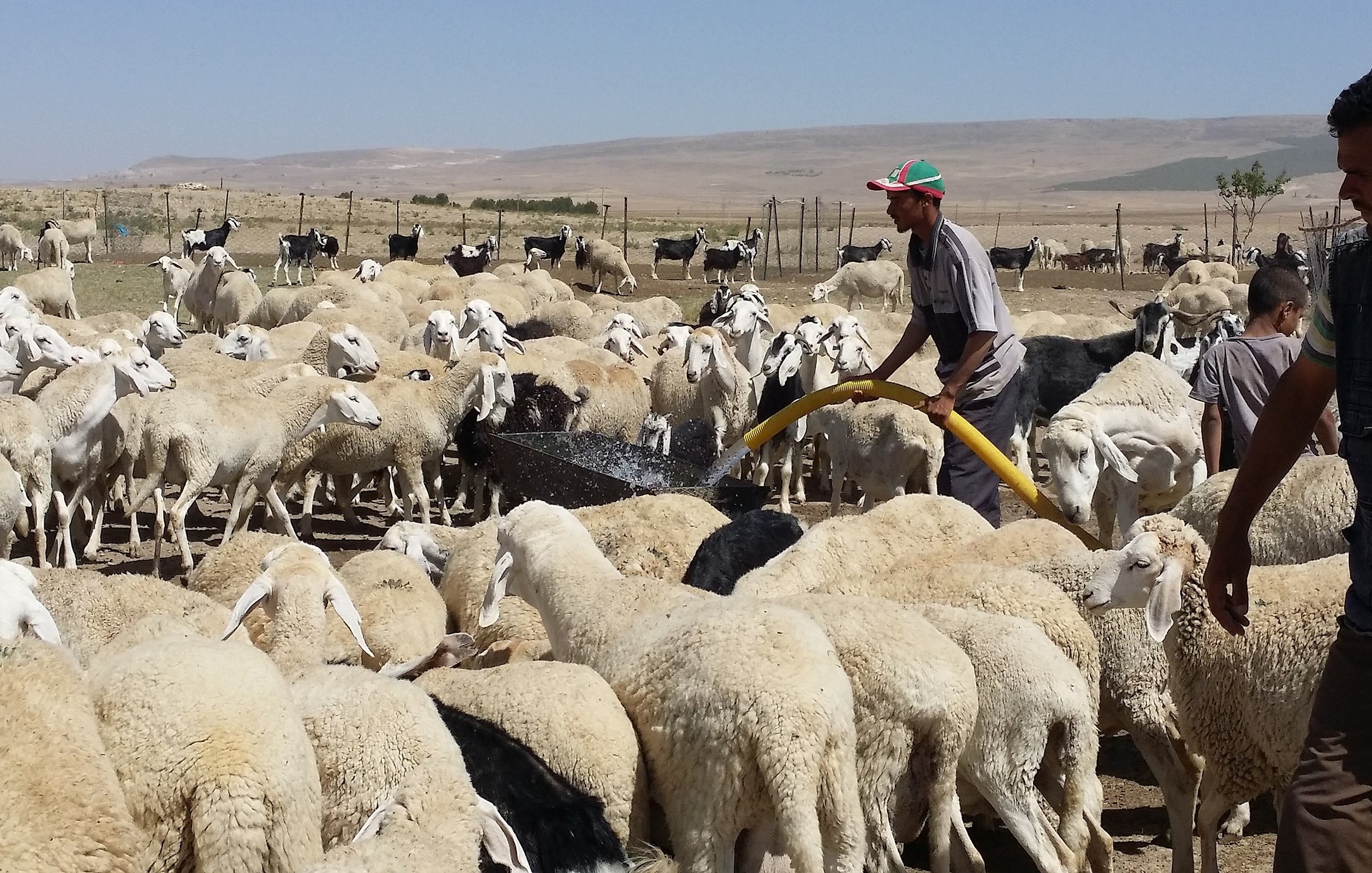L'image montre un berger travaillant au milieu d'un troupeau de moutons, avec des chèvres en arrière-plan. Le berger utilise un tuyau pour distribuer de l'eau, ce qui attire l'attention des animaux. Le paysage est rural, avec une vaste étendue de terrain sec en arrière-plan. Les moutons sont principalement de couleur blanche et se regroupent autour de l'eau, tandis que le berger semble concentré sur sa tâche.