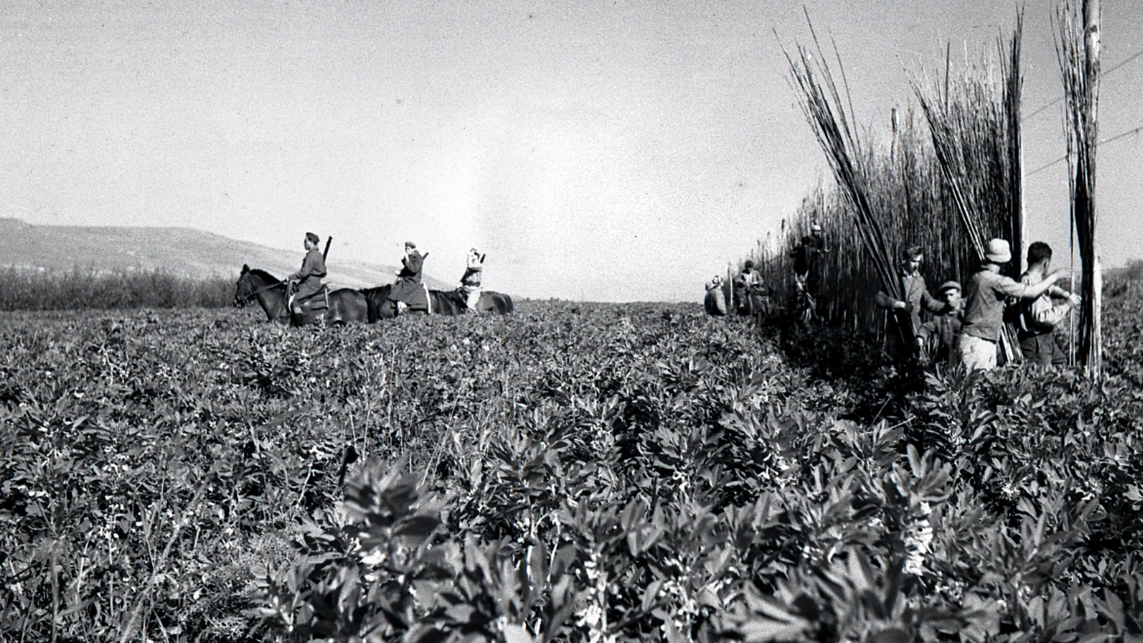La imagen muestra un paisaje agrícola en blanco y negro, donde se pueden ver varias personas trabajando en un campo. Algunos están montando caballos, mientras que otros recolectan o manejan las plantas. El entorno parece ser rural, con un terreno amplio y montañas al fondo. El ambiente refleja una actividad agrícola tradicional, donde la comunidad se une para realizar labores en el campo.
